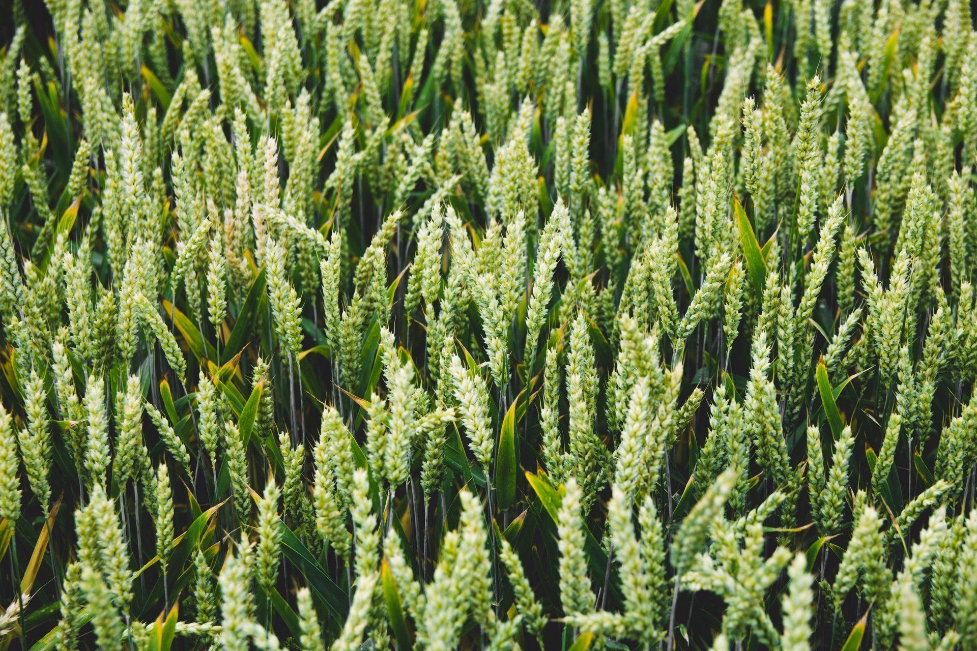 a field of green wheat growing in the sun