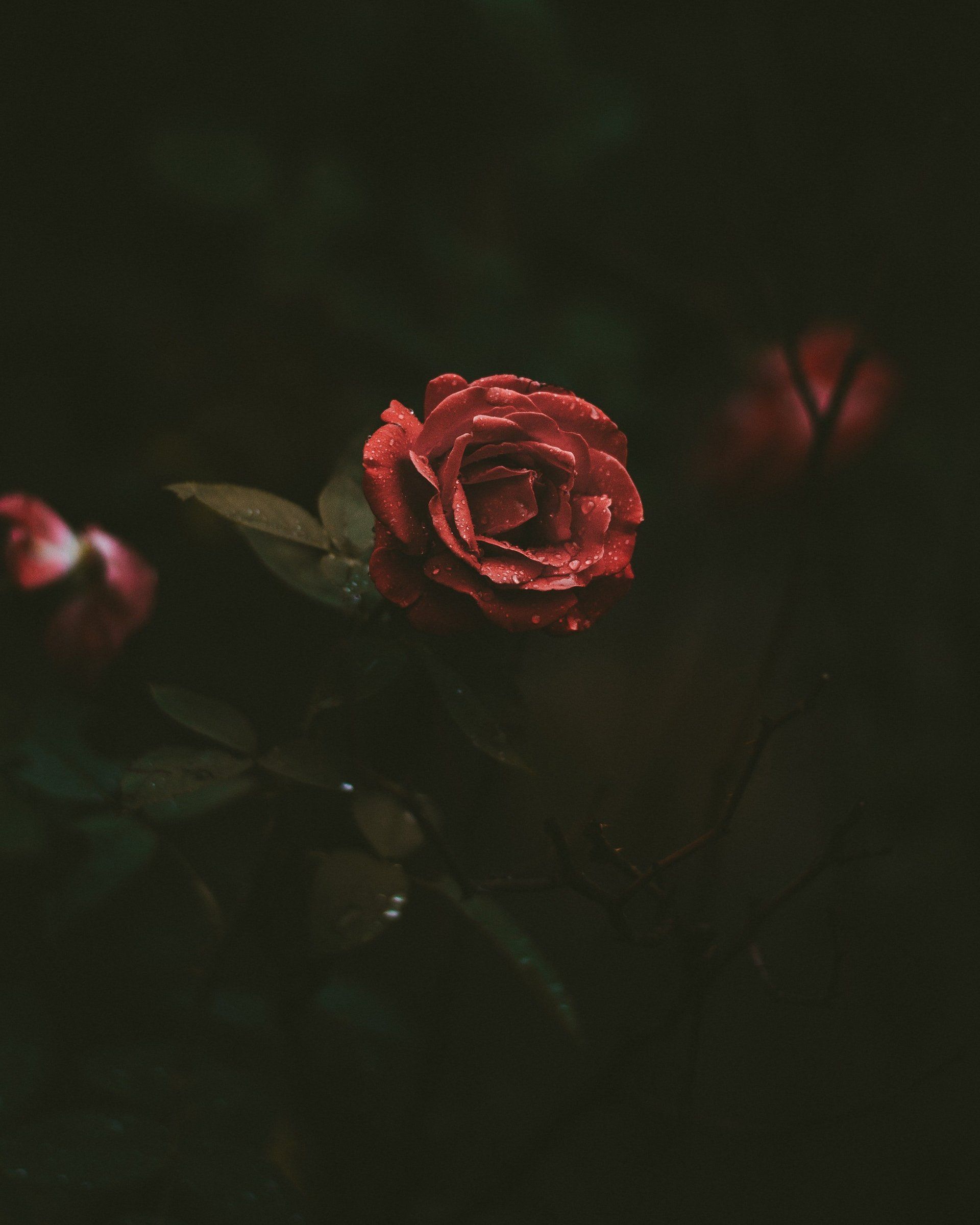 roses at a memorial service - Philip J. Brendese Funeral Home