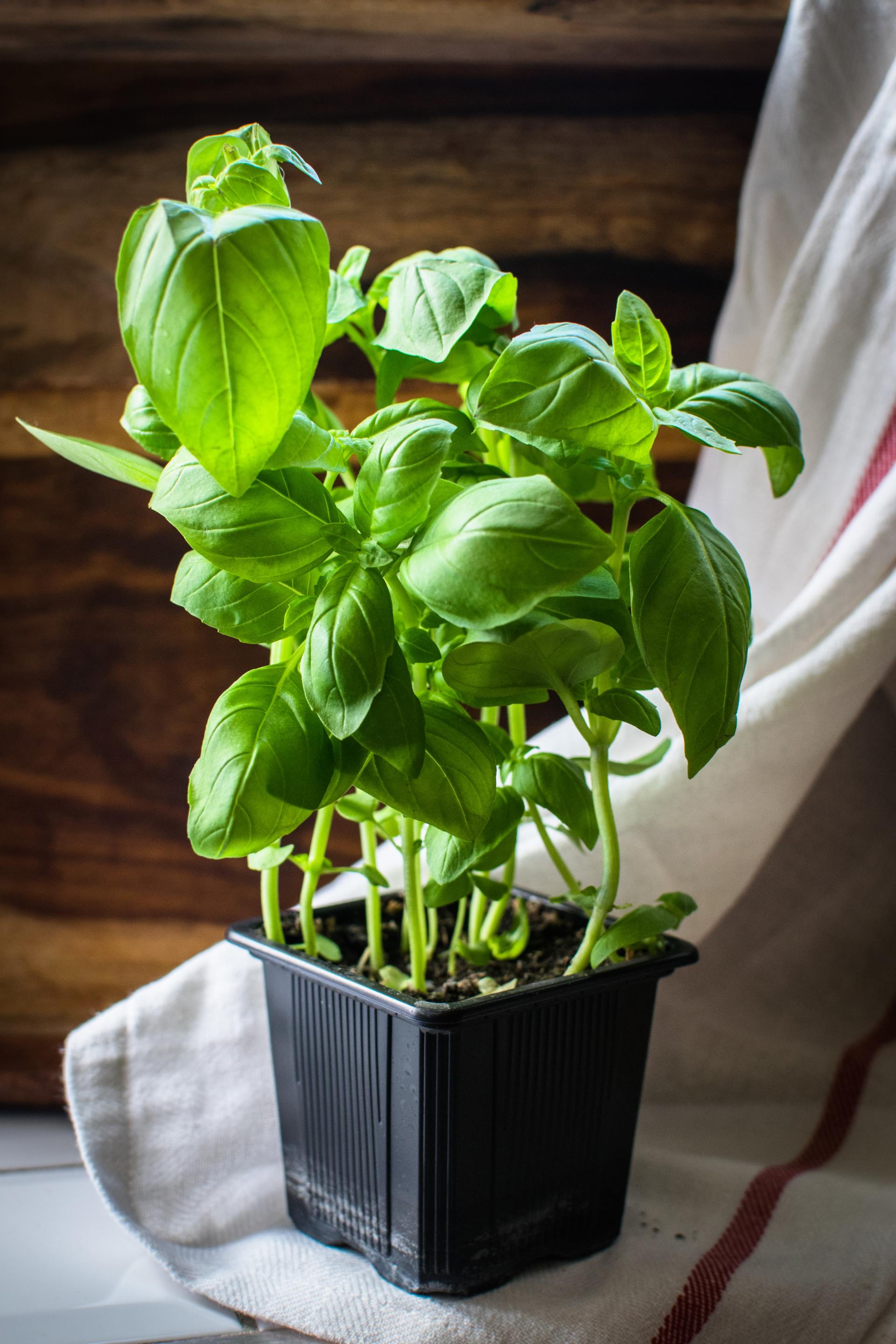 basil plant