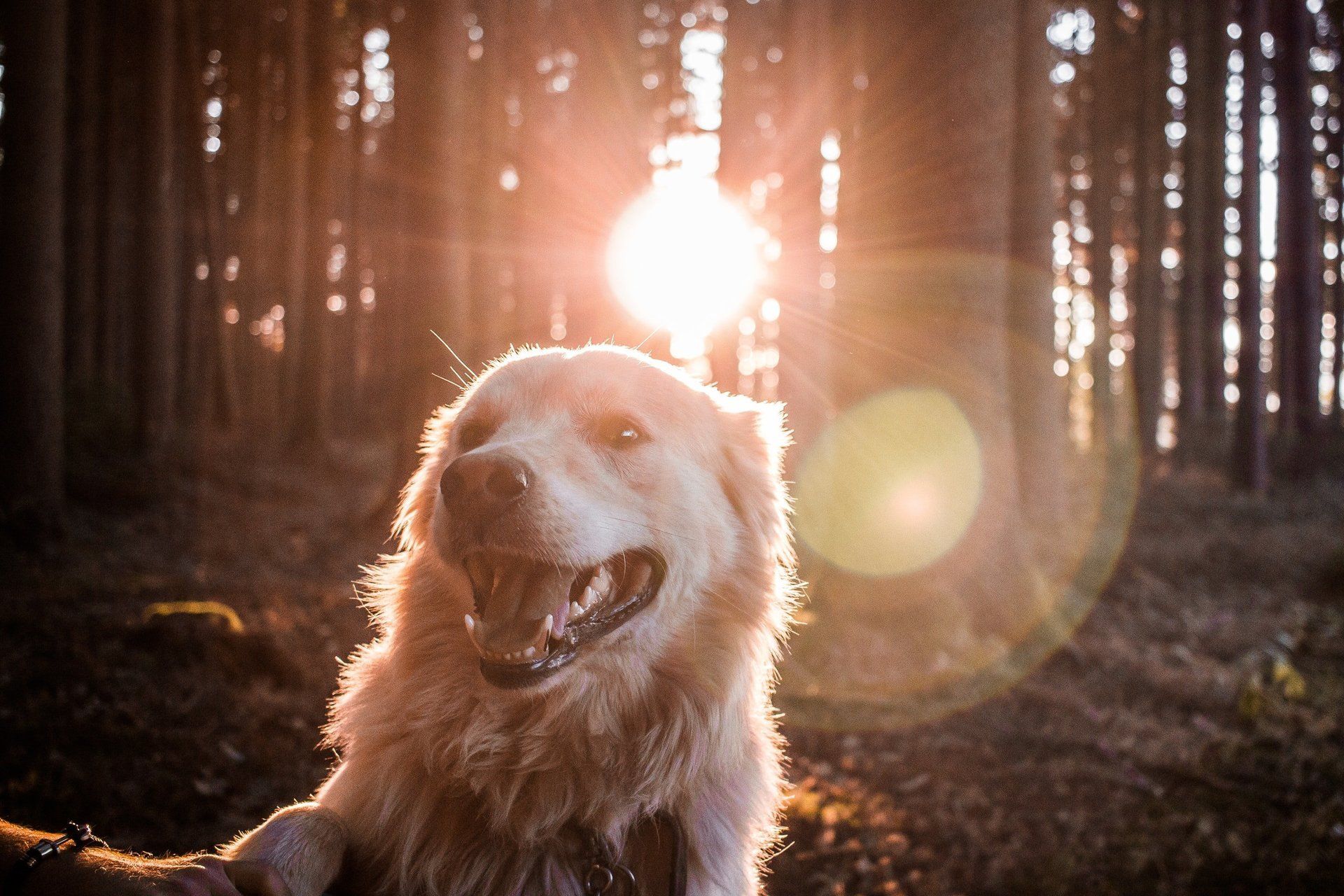 Hund