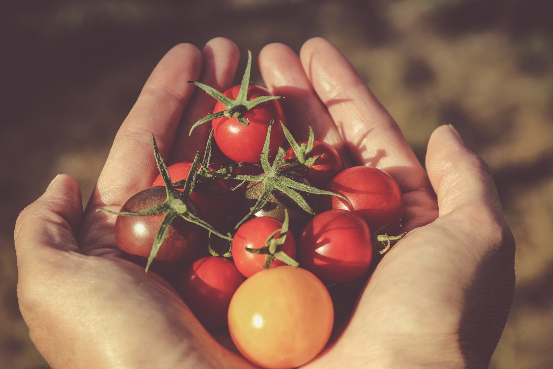 a person holding a bunch of tomatoes in their hands