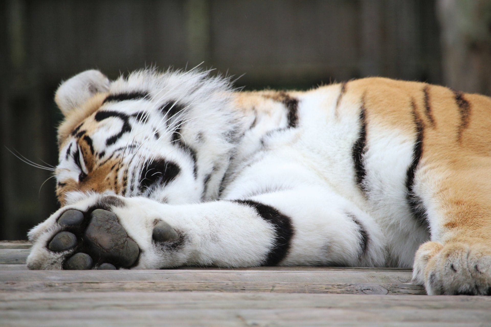 Tiger sleeping
