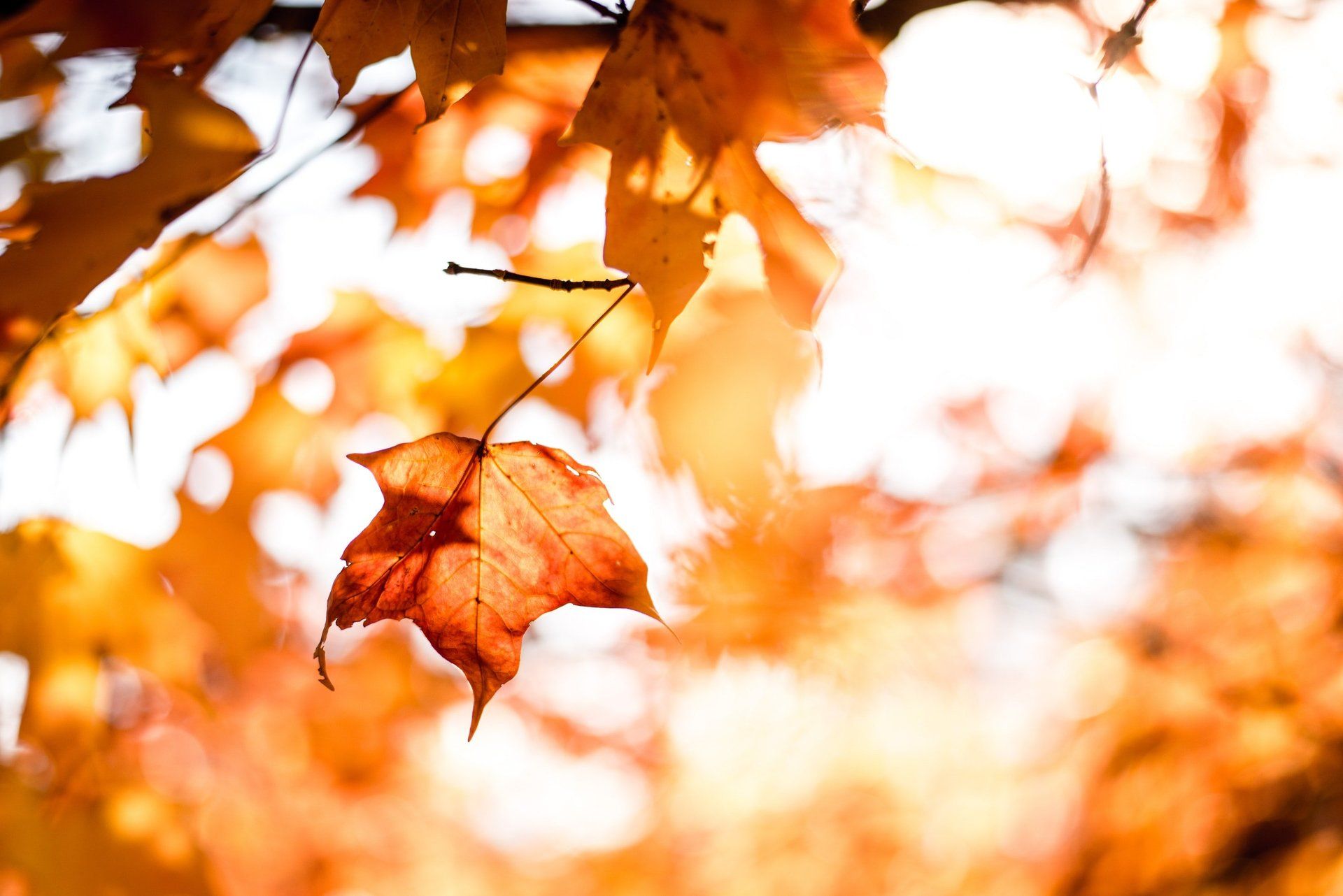 Close-up of orange maple leaves in sunlight, with one leaf in focus, blurred background.