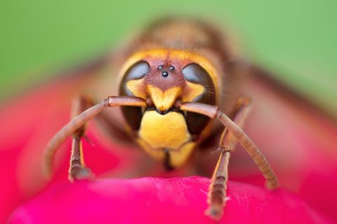 Oklahoma exterminator removing property damaging insects