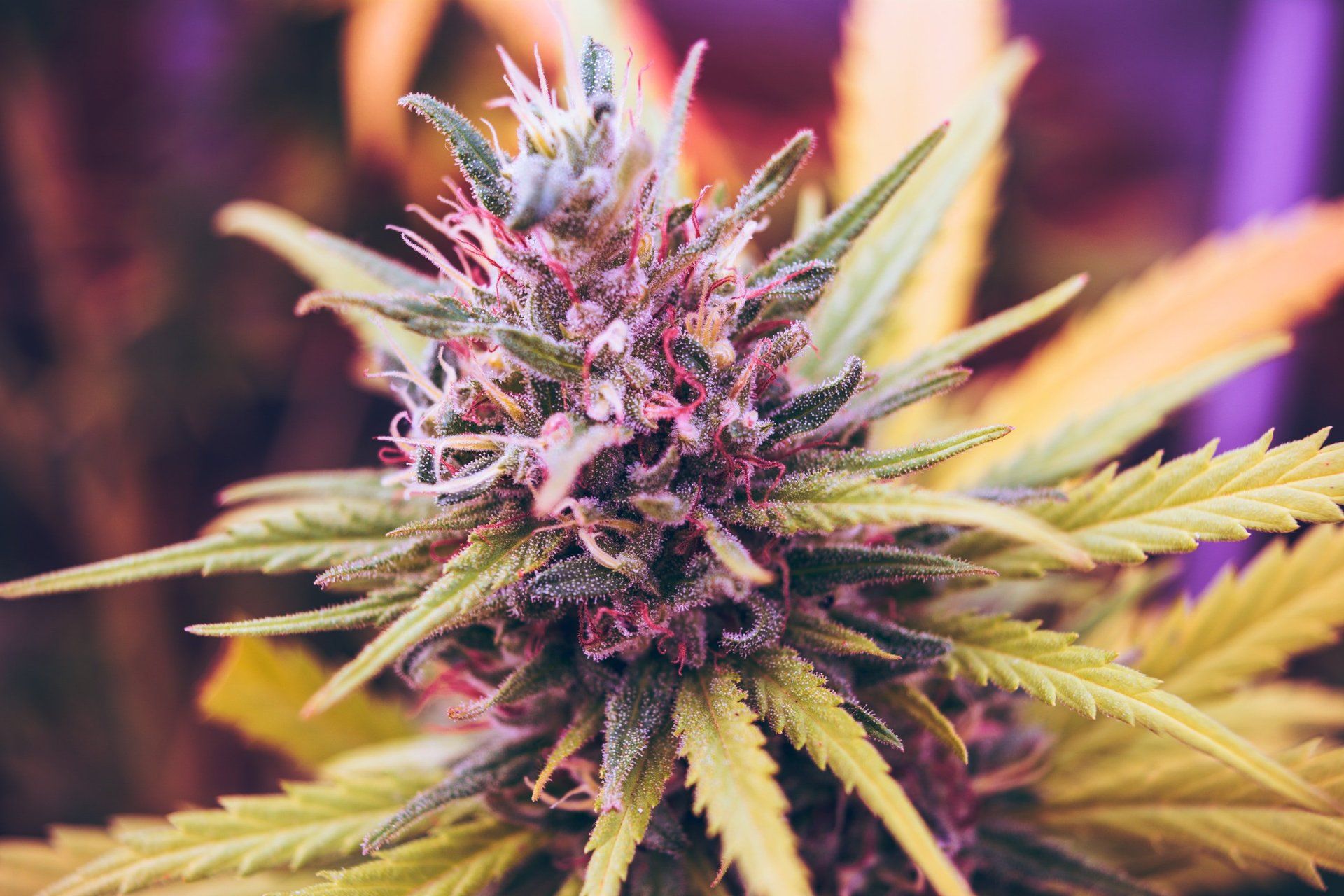 a close up of a marijuana plant with purple and green leaves