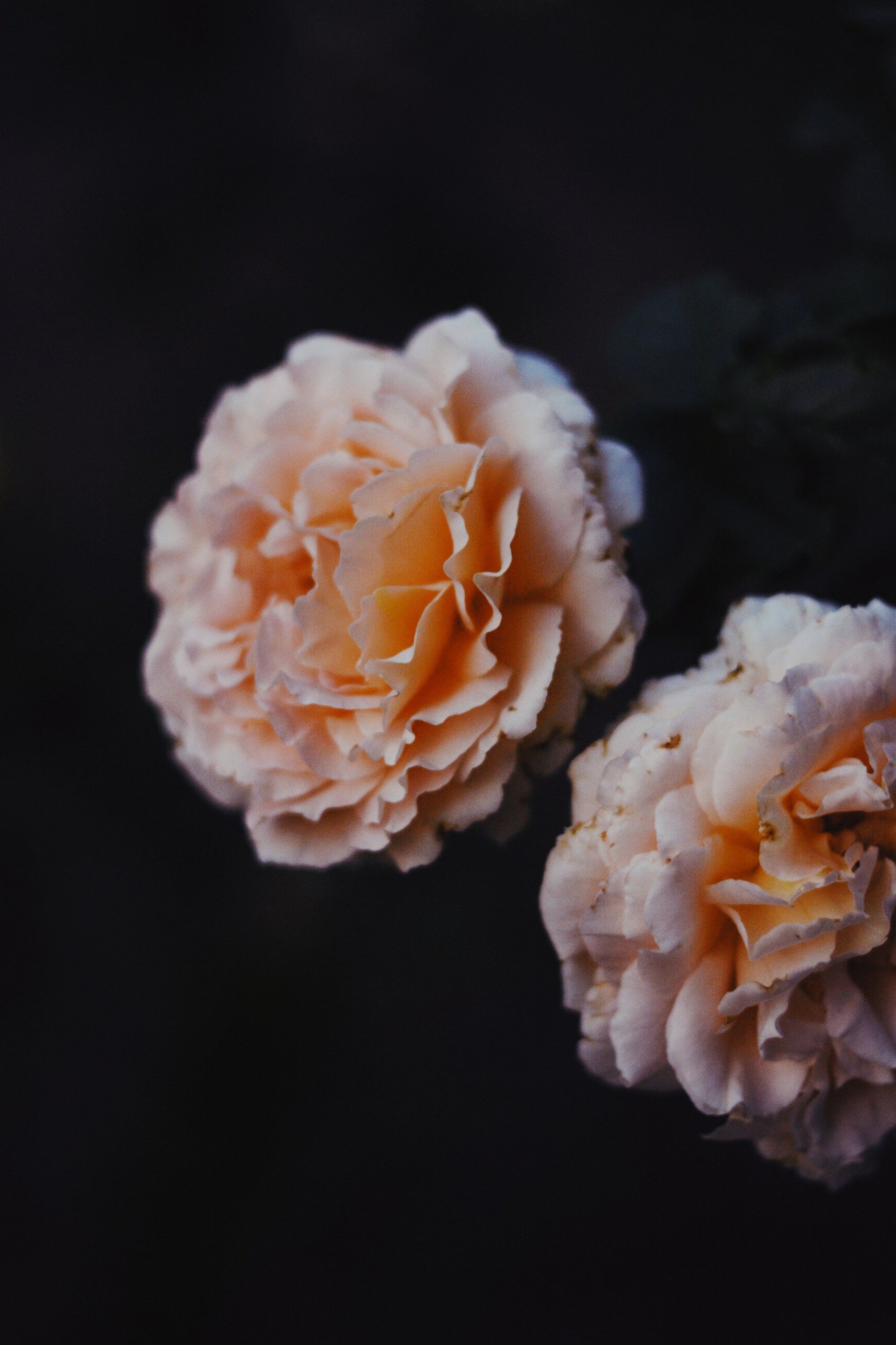 Corona di Fiori