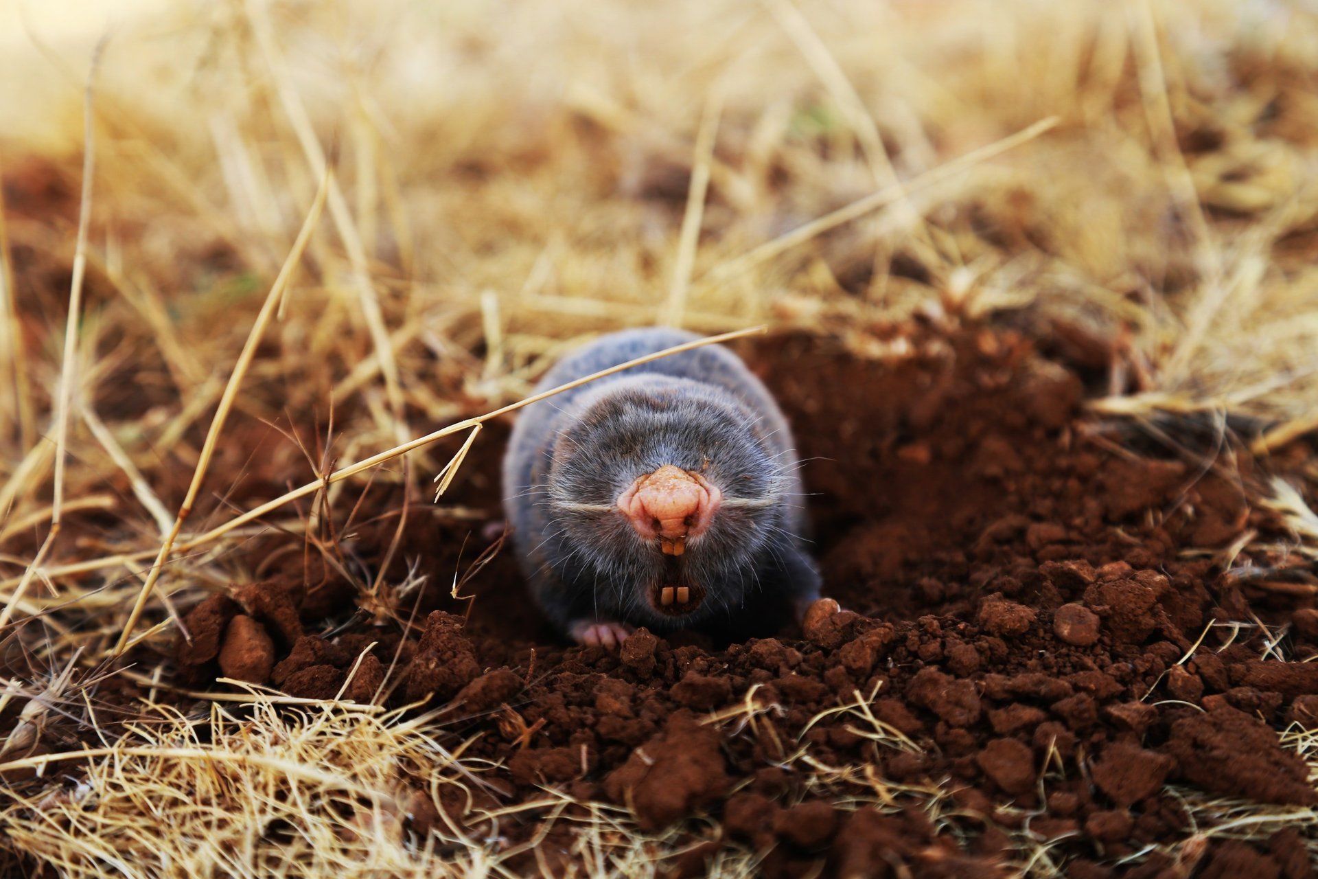 mole coming out of the ground