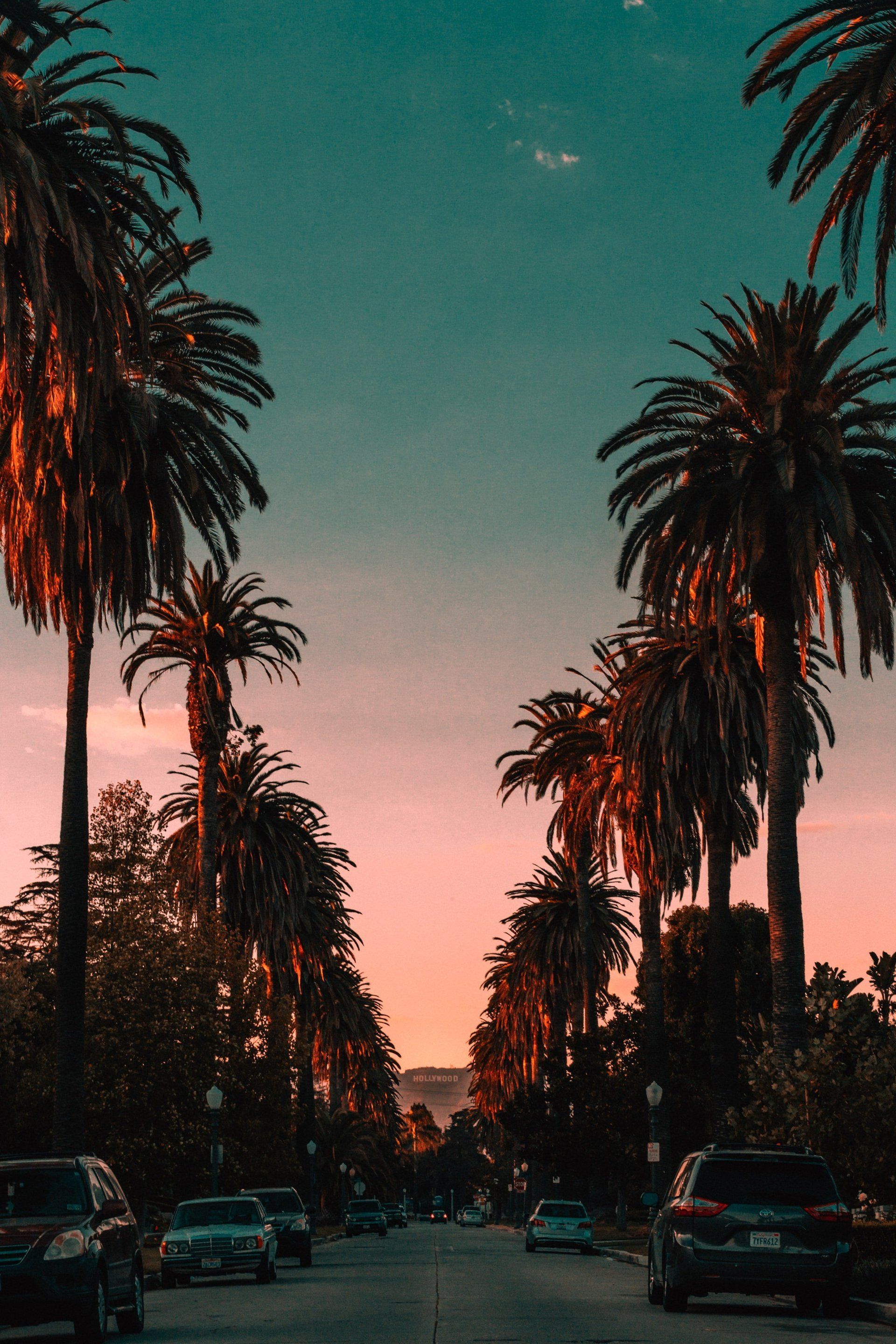A row of palm trees along a street at sunset