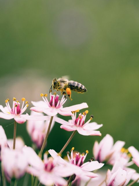 accessori da giardinaggio