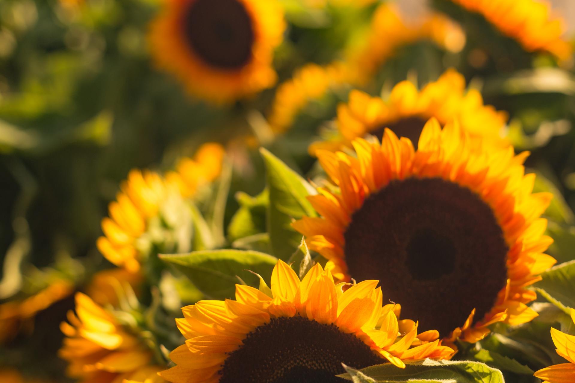 Residents at Heathwood enjoy everything August brings