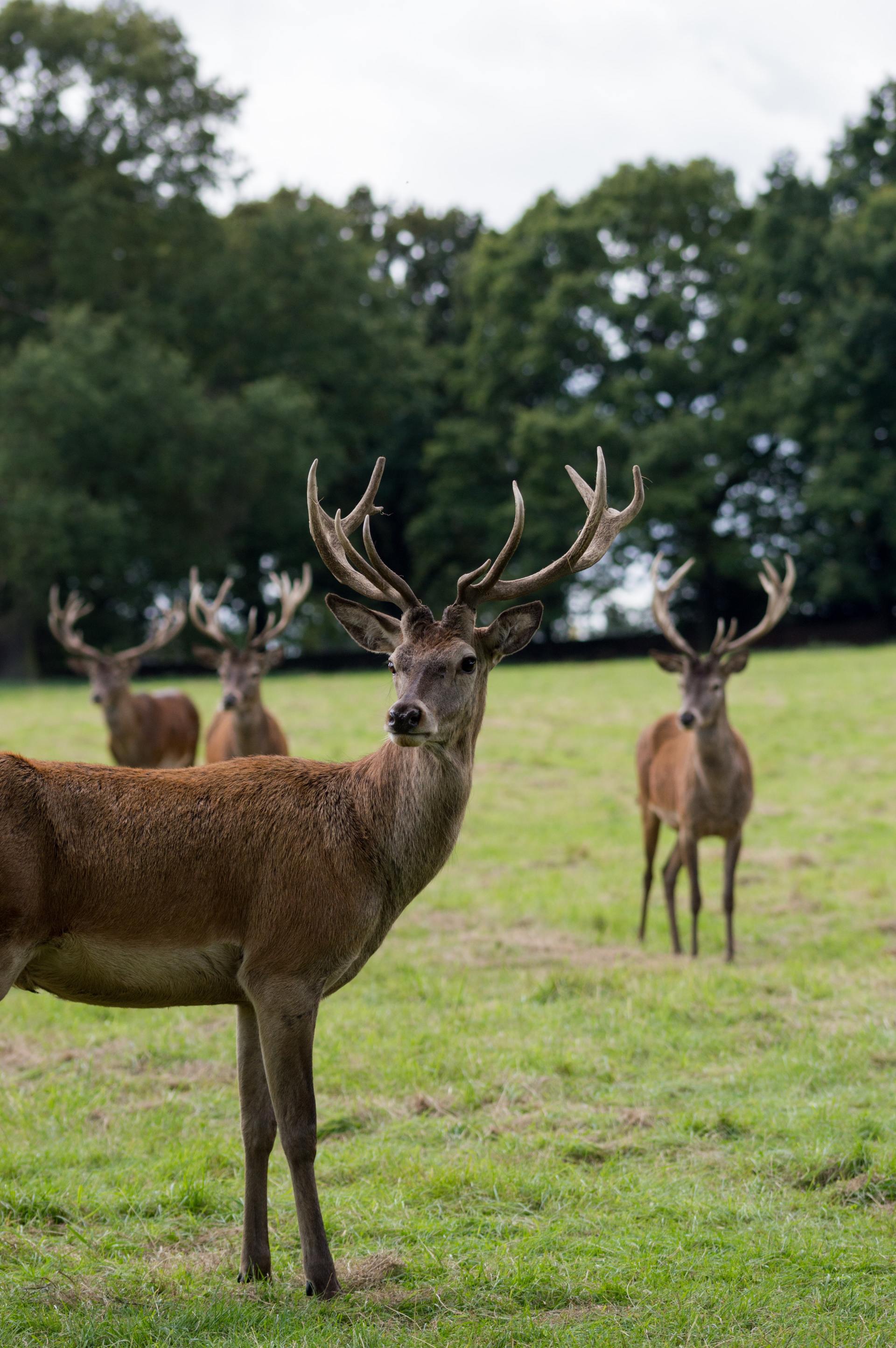 Deer-Family