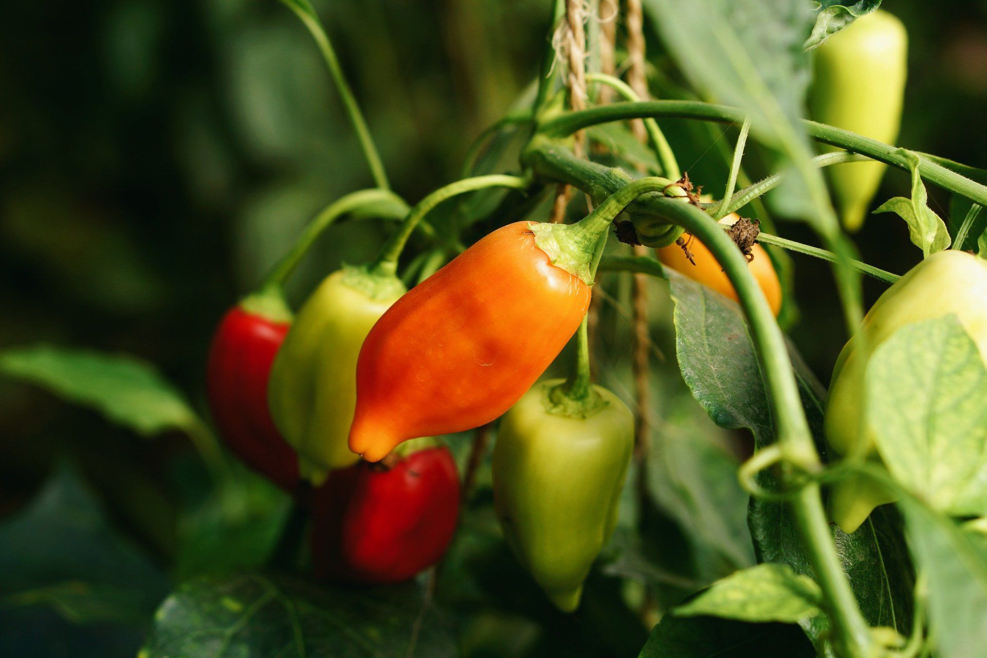 A bunch of peppers are growing on a plant.