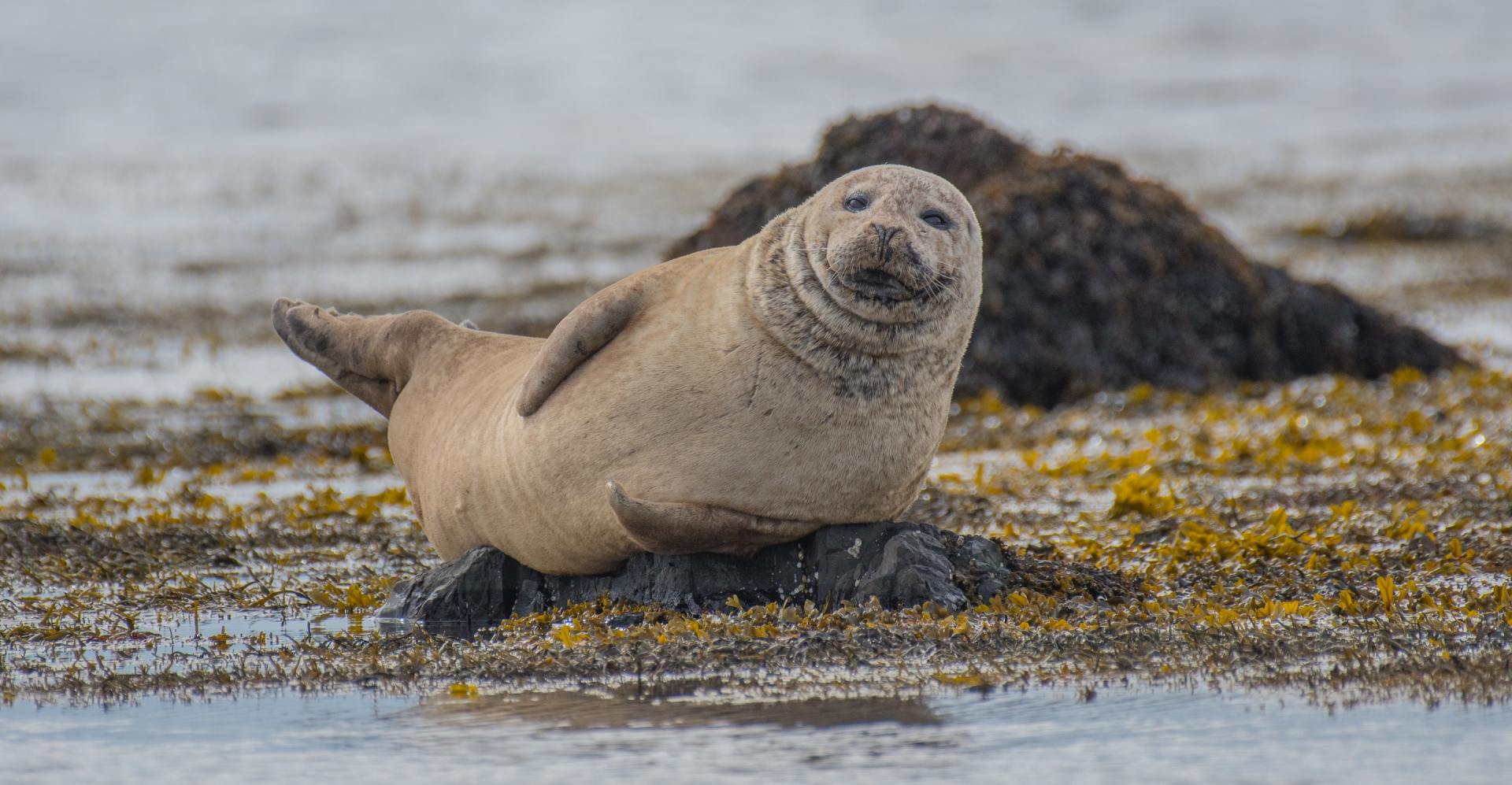 Picture of a seal
