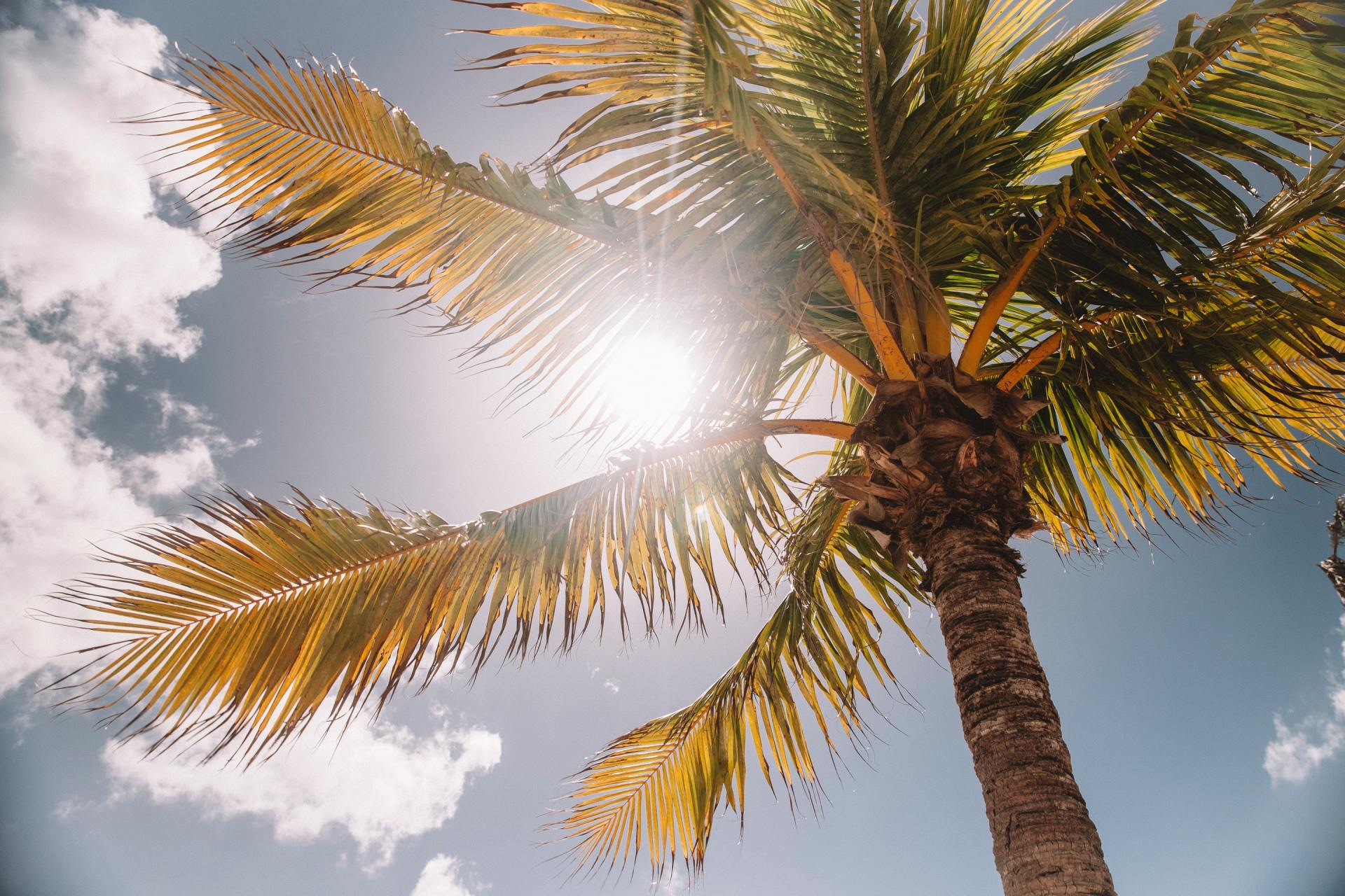O sol é responsável por 80 a 90% da vitamina D que o corpo recebe. O sol é responsável por 80 a 90% da vitamina D que o corpo recebe.
