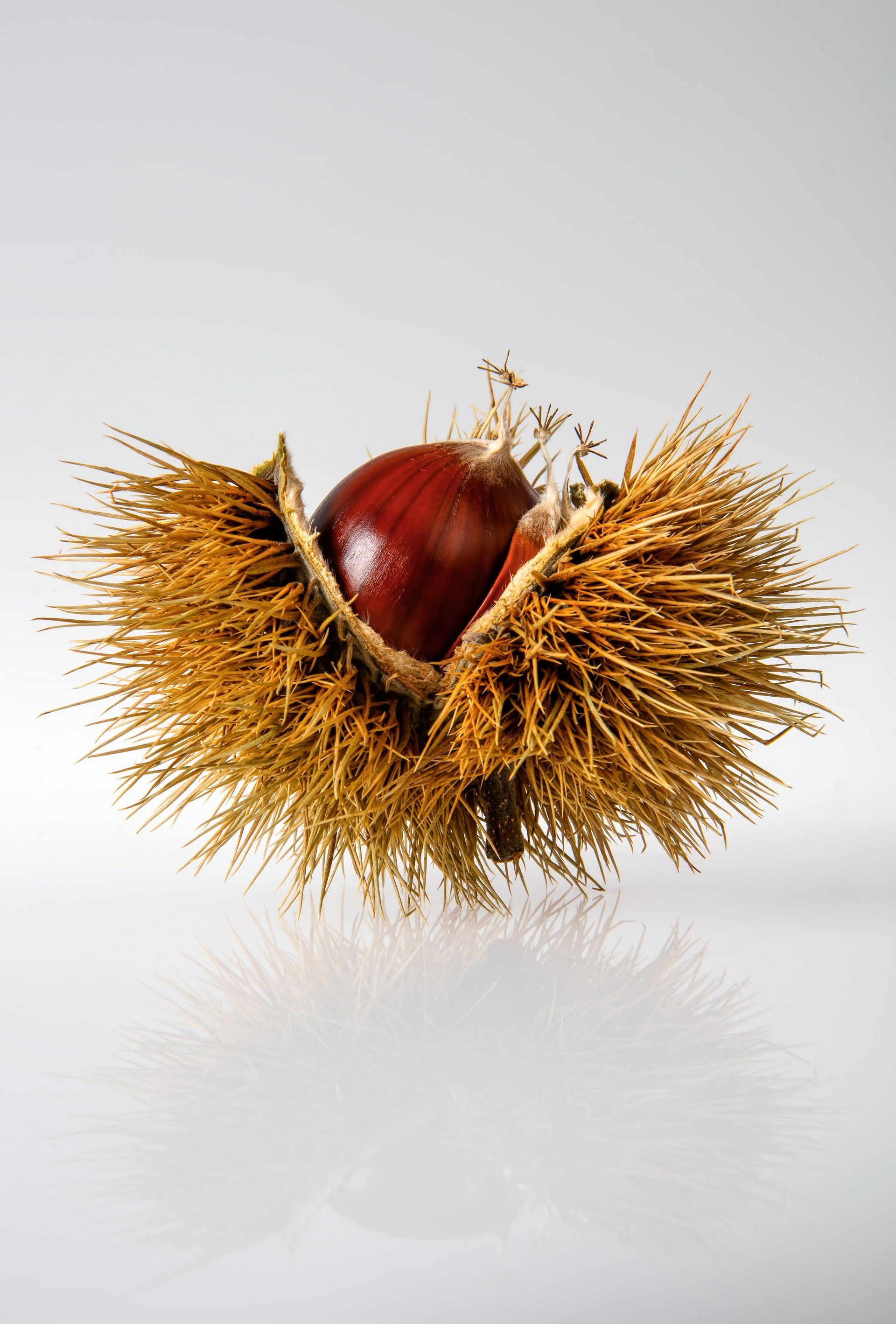 Conker