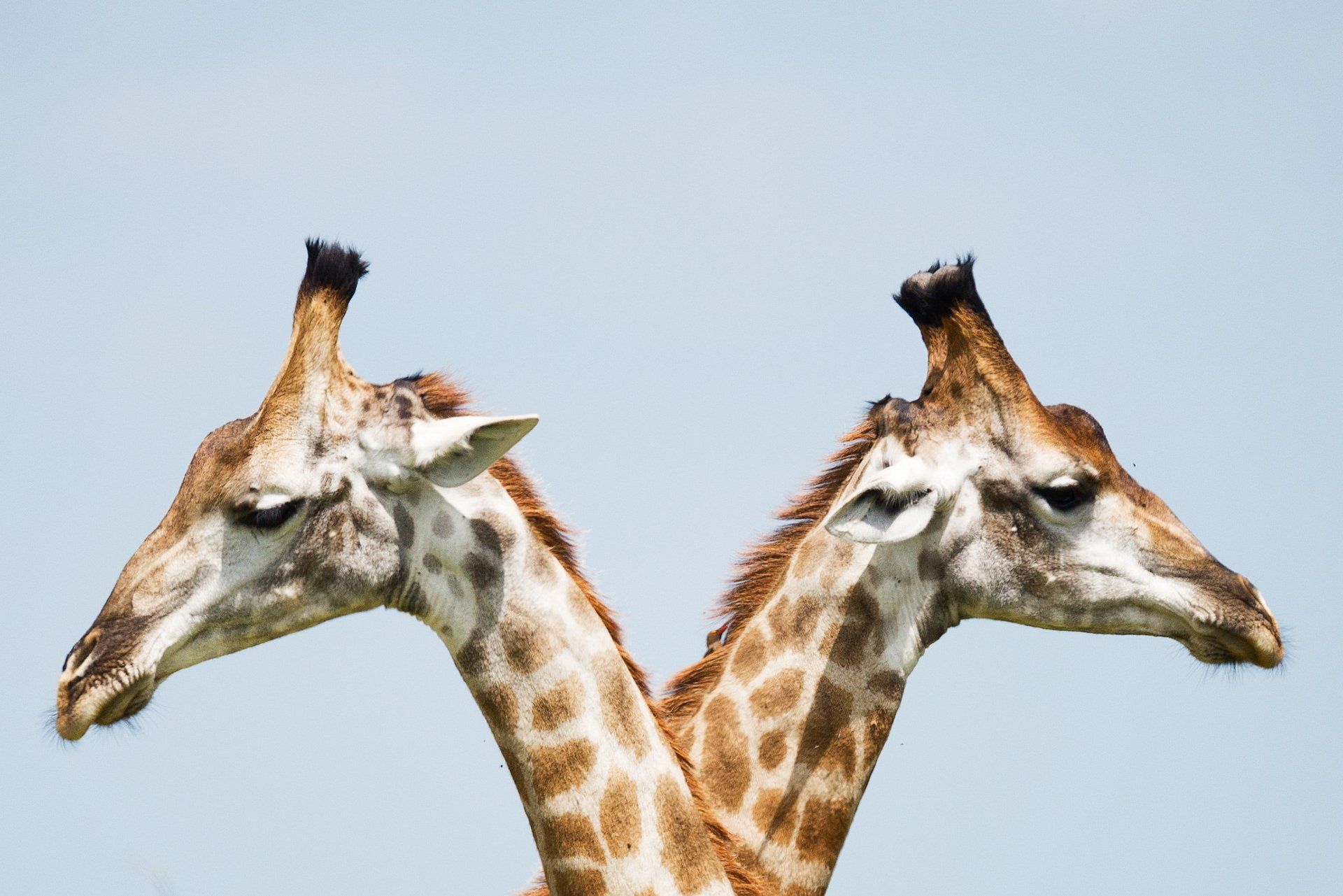Photograph of two giraffes facing opposite directions