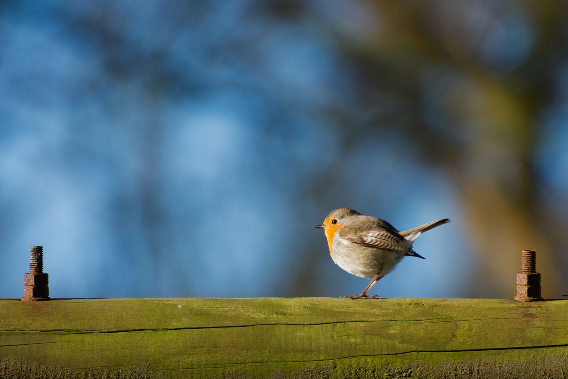 Een klein vogeltje zit op een houten hekpaal.