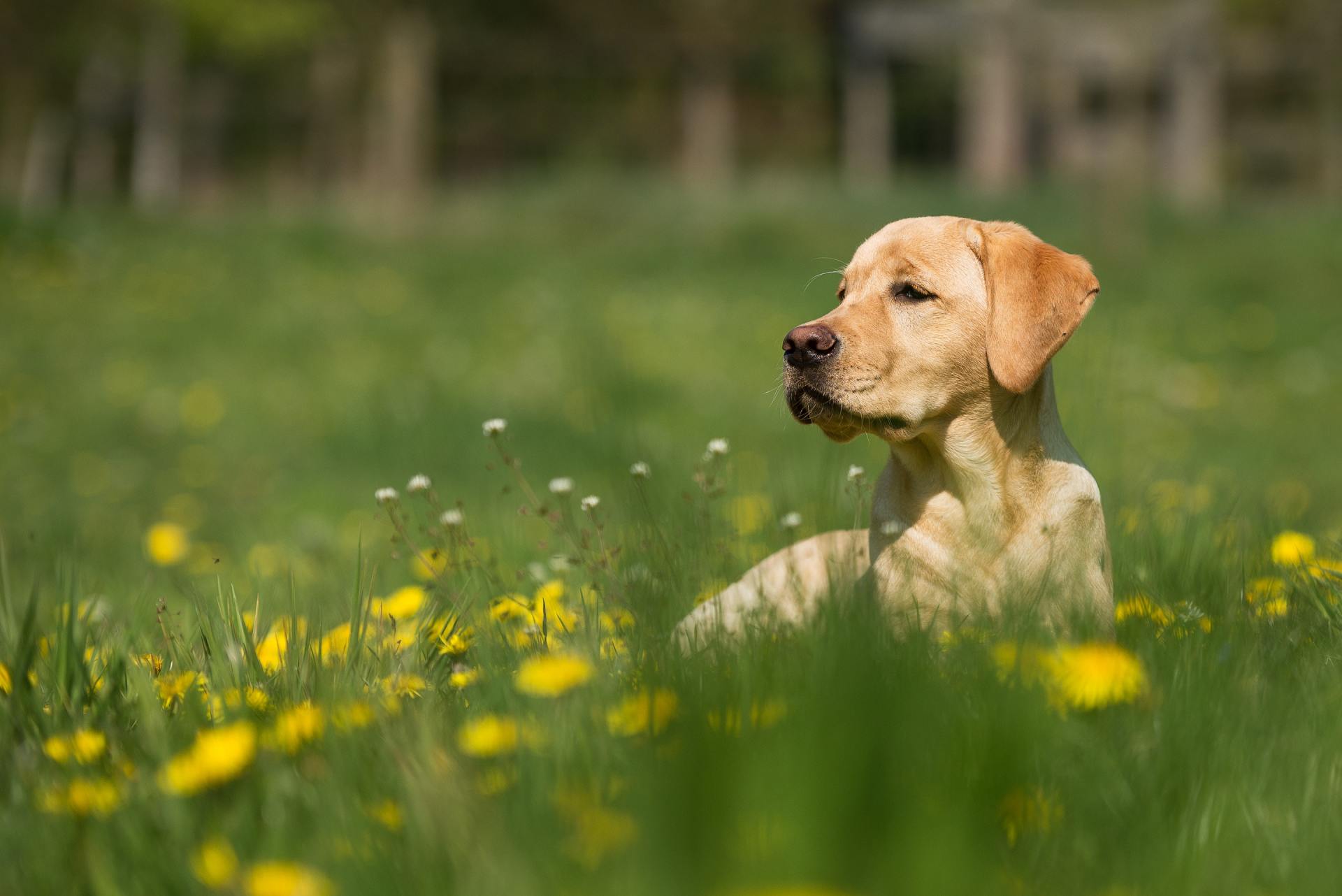 get dogsafe electric pet containment dog fence system of nashville
