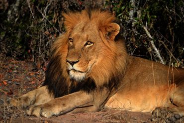 Lion Lion
