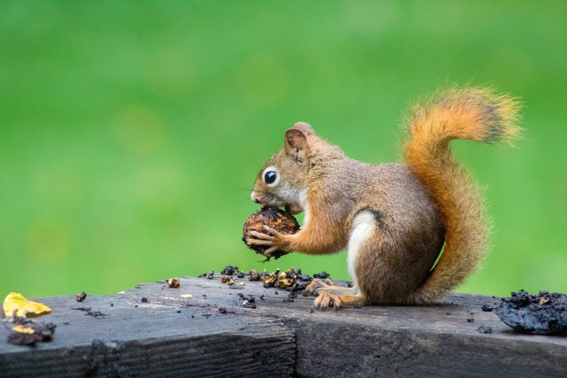 Squirrel Removal