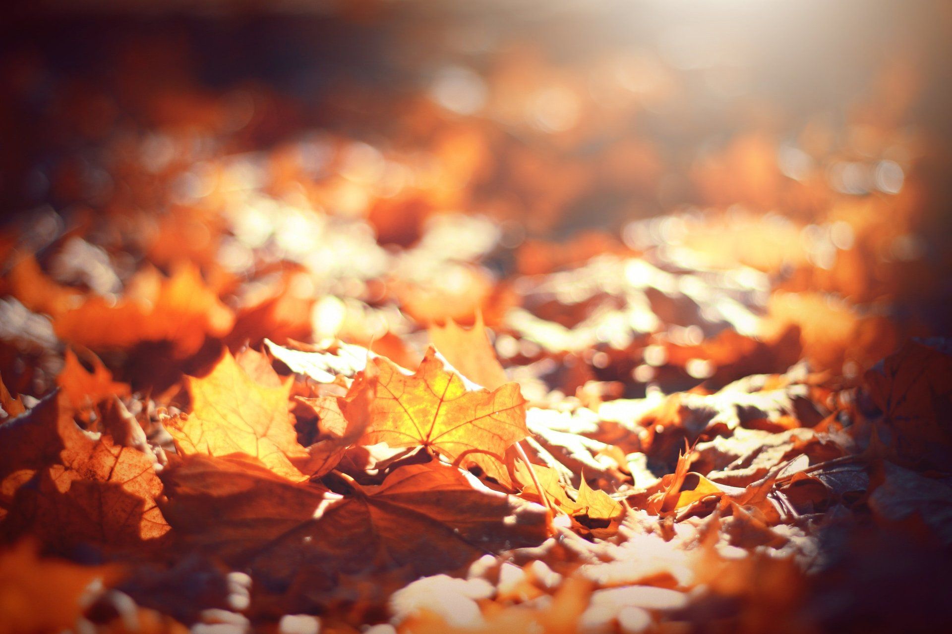 Golden autumn leaves on the ground, illuminated by sunlight.
