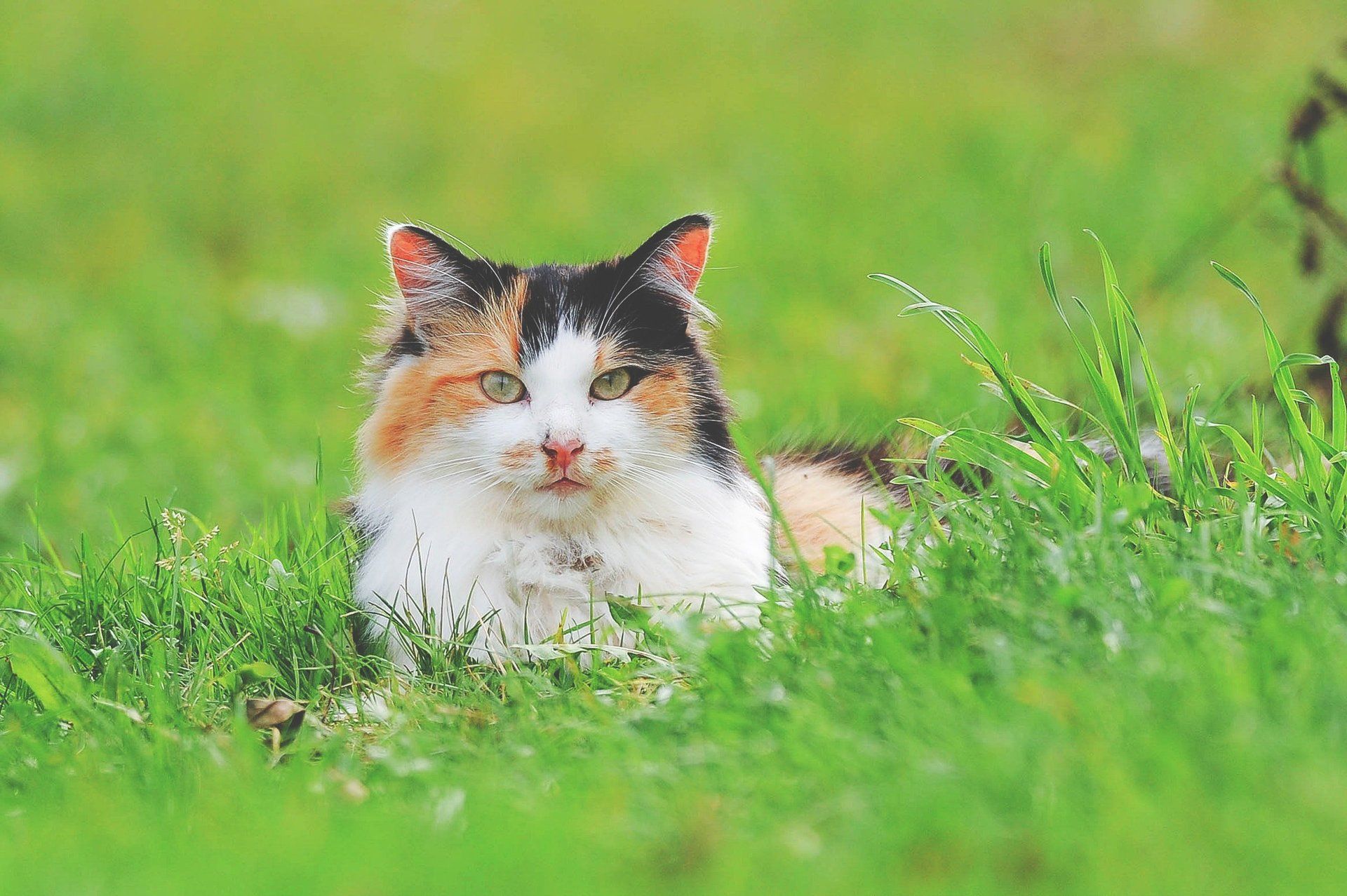 Calico cat resting in green grass.