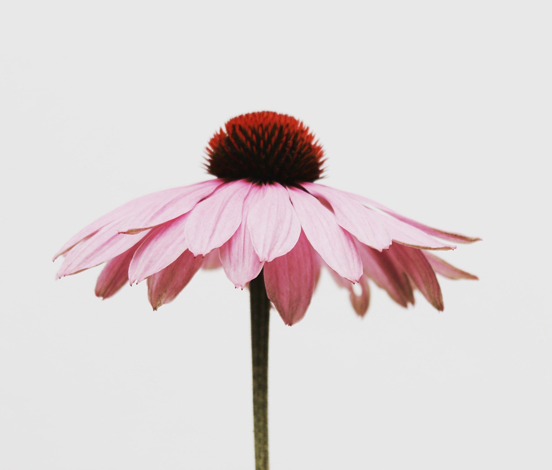 echinacea image