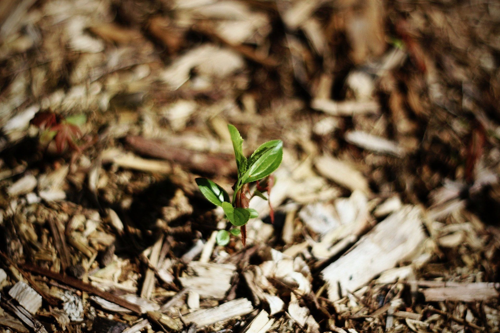 Forestry Mulching