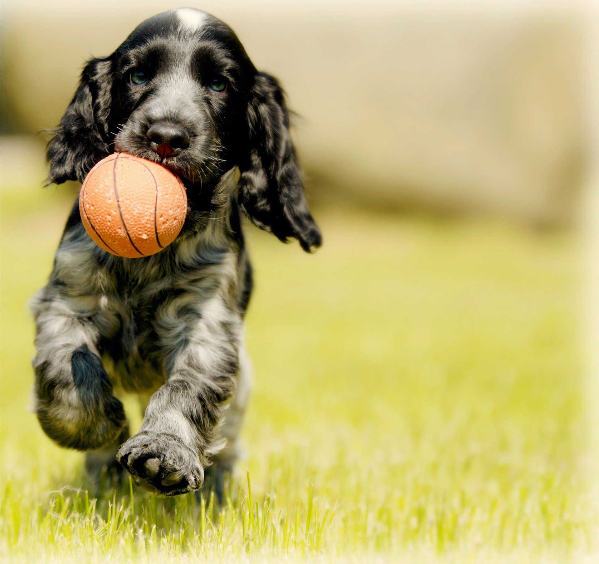 A puppy is running with a ball in its mouth