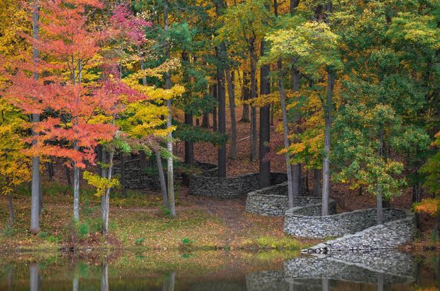 fall trees