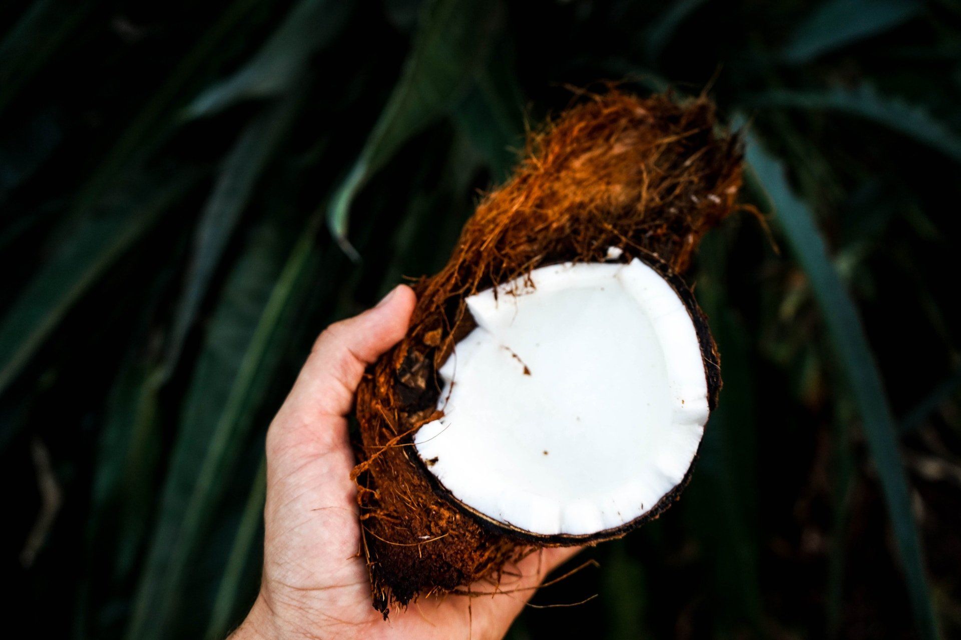 coconut meat