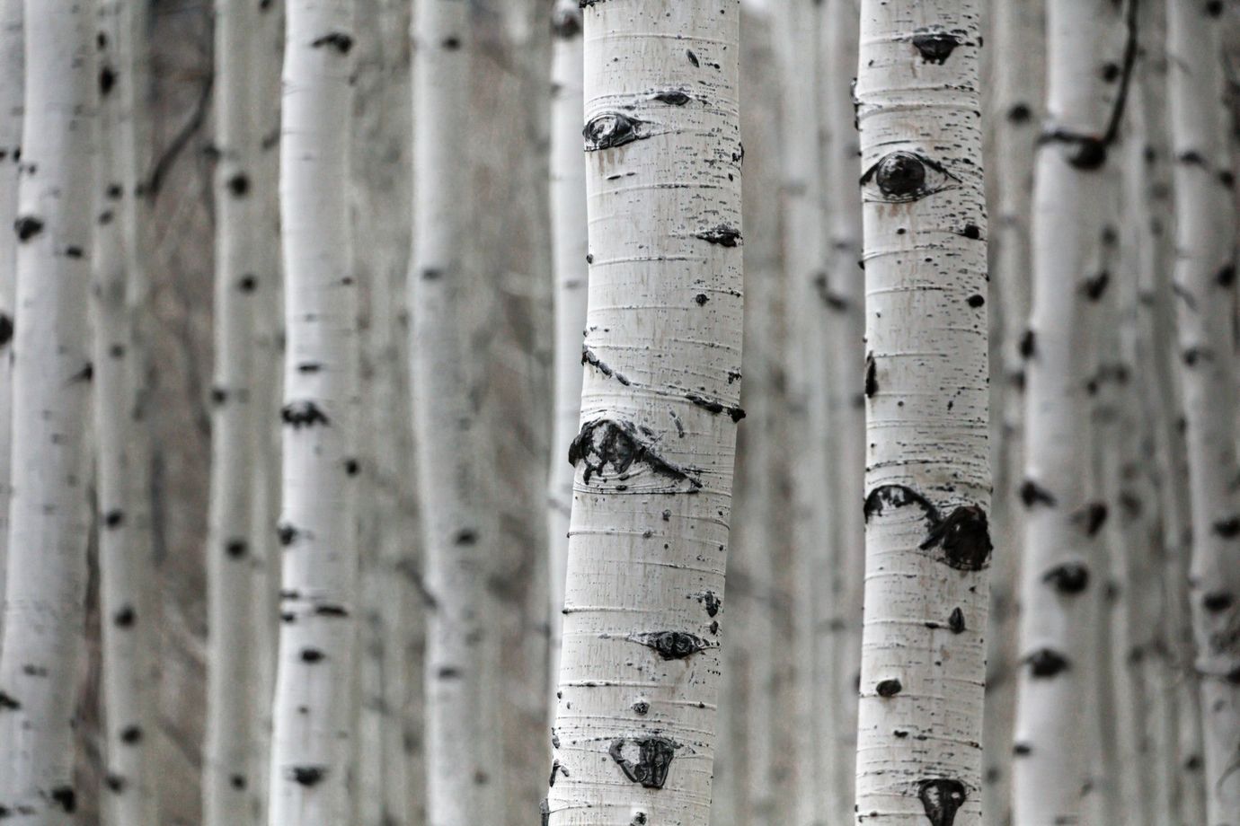 A black and white photo of a forest of birch trees.