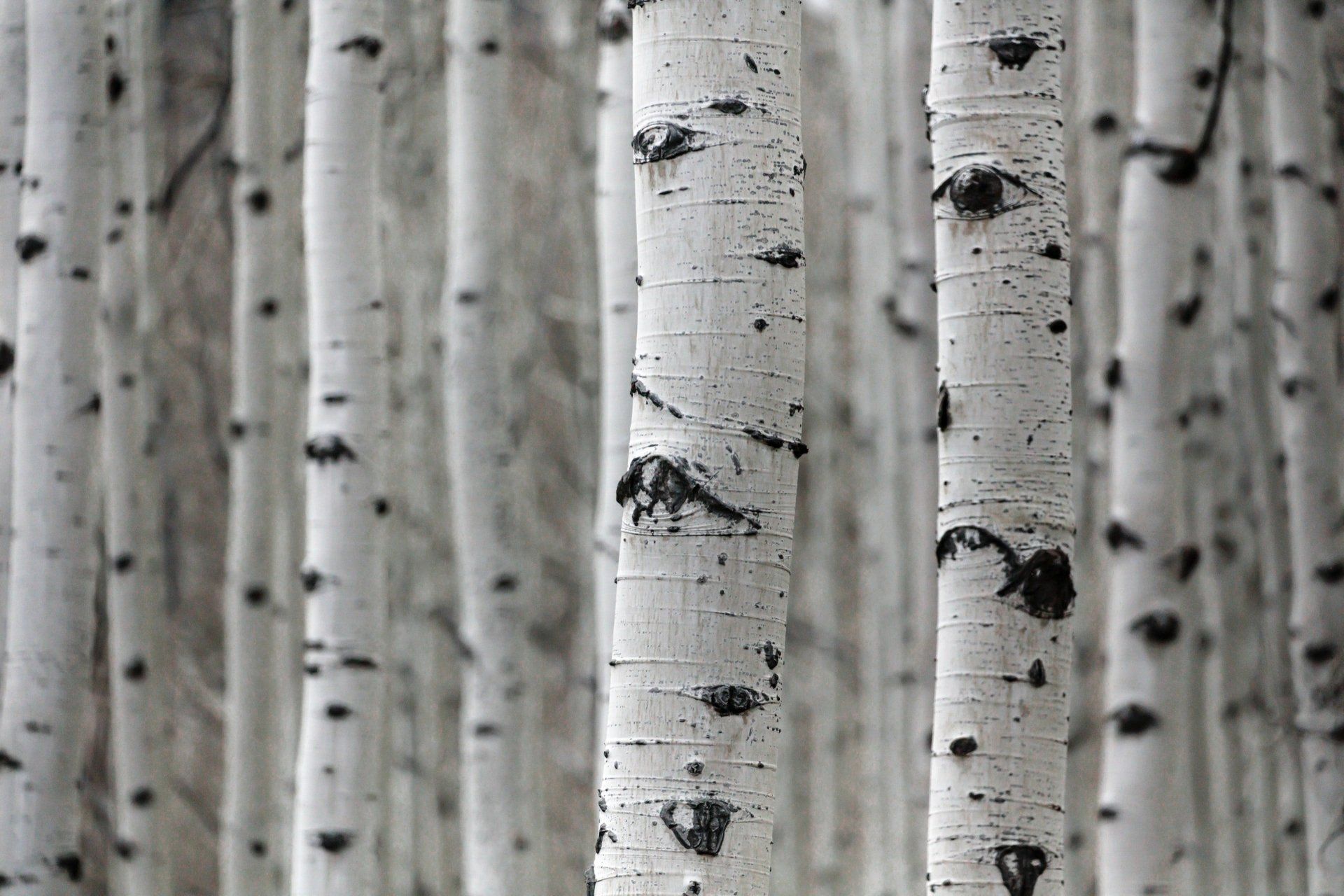 A black and white photo of a forest of birch trees.