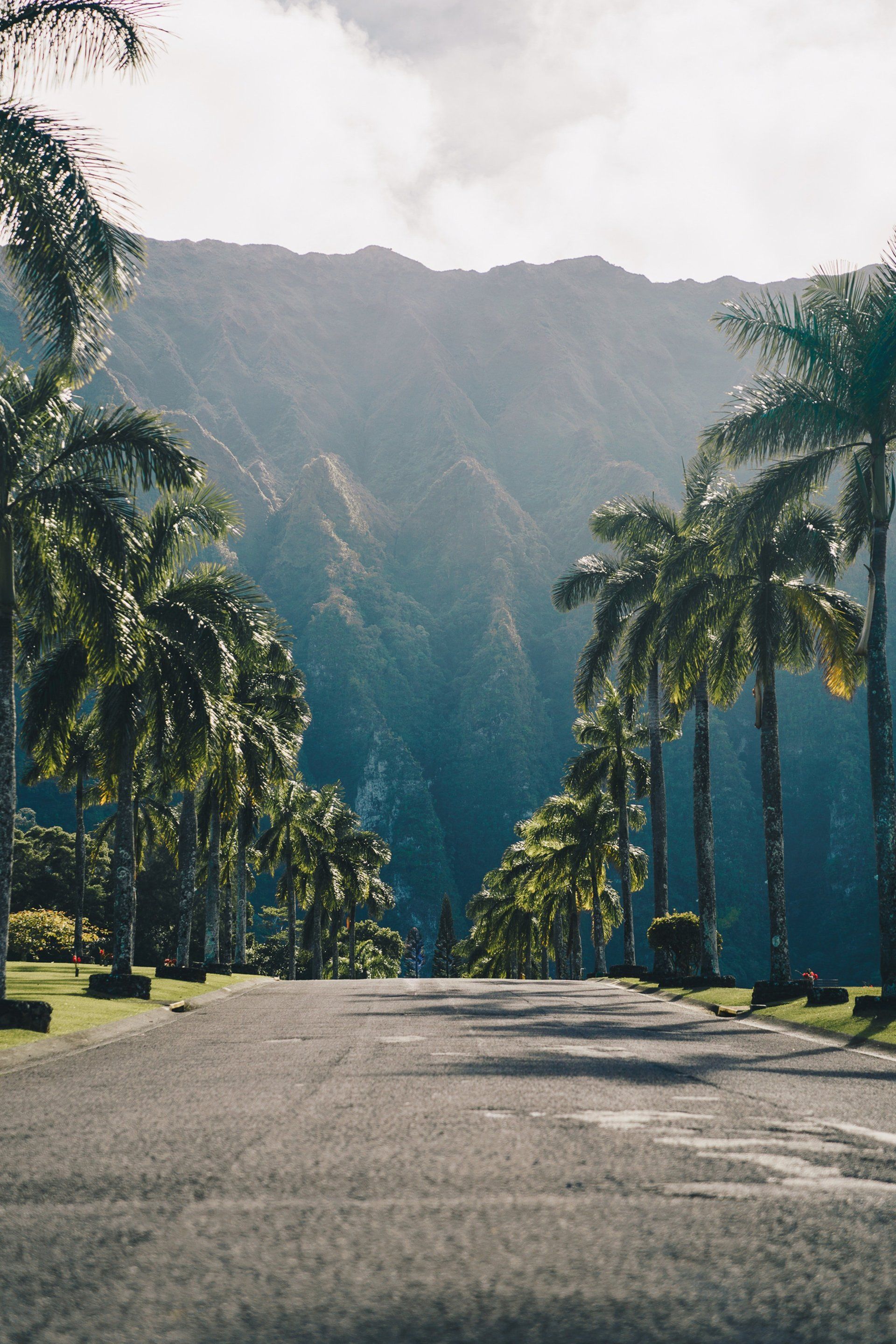 road with palm trees
