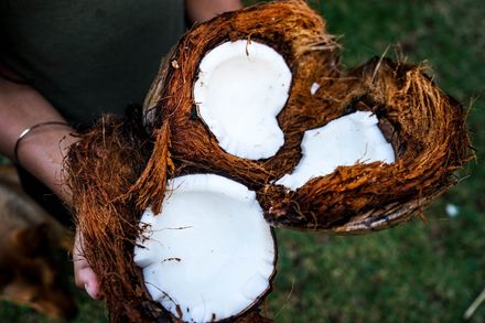 Open coconuts