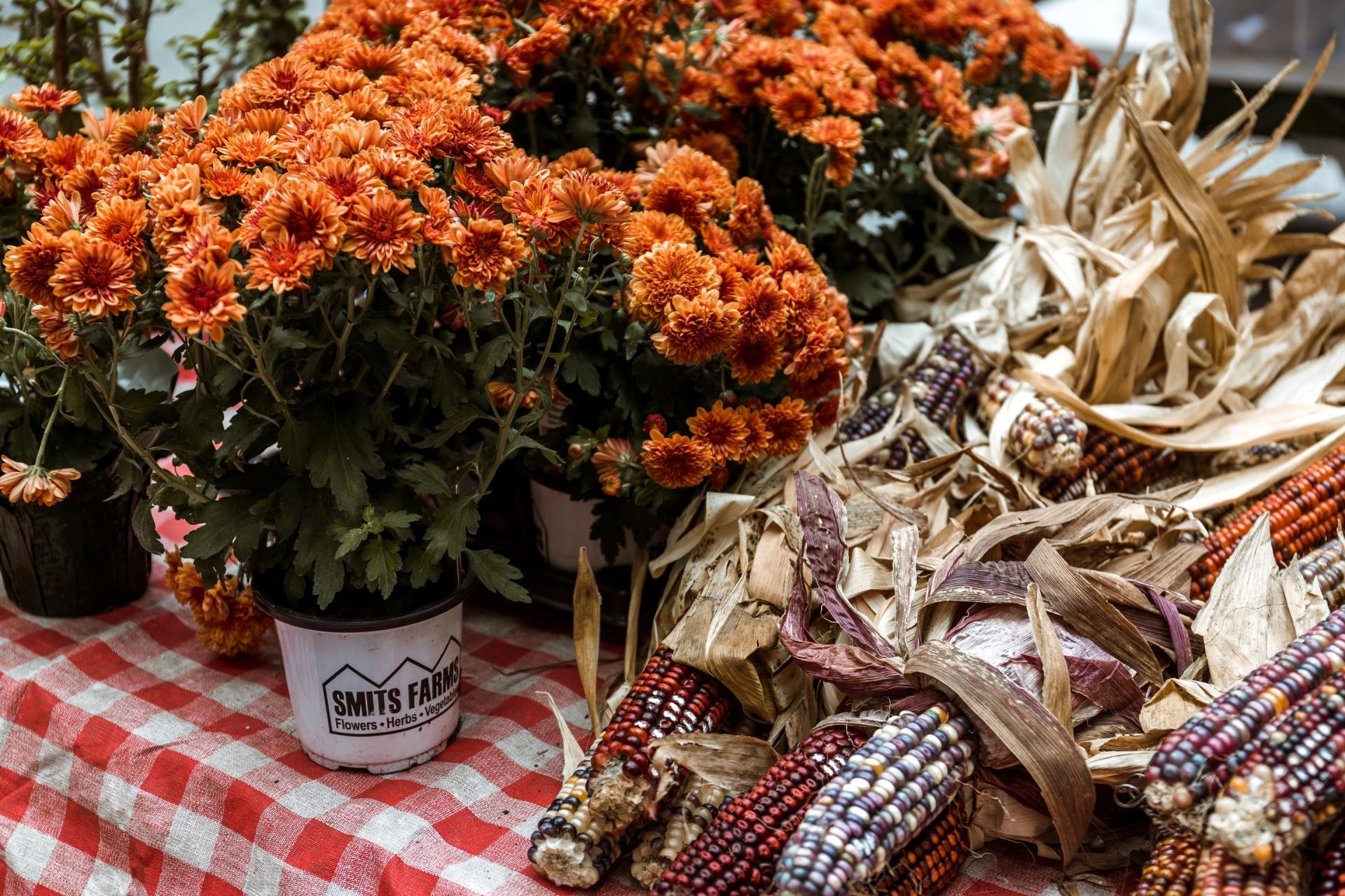 fall plants
