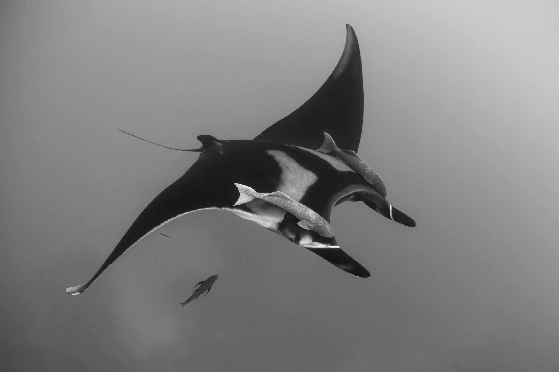 A manta ray glides underwater with a smaller fish swimming alongside it.