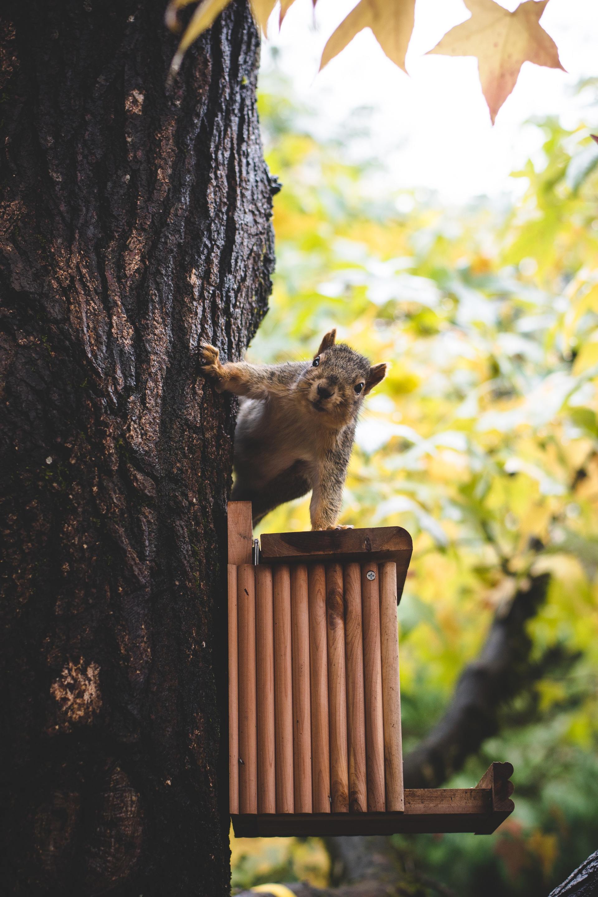 Squirrels