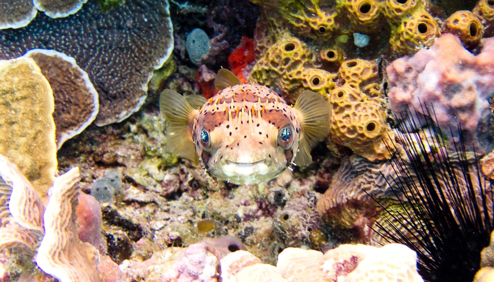 Spotted pufferfish, facing forward, surrounded by colorful coral on a reef.
