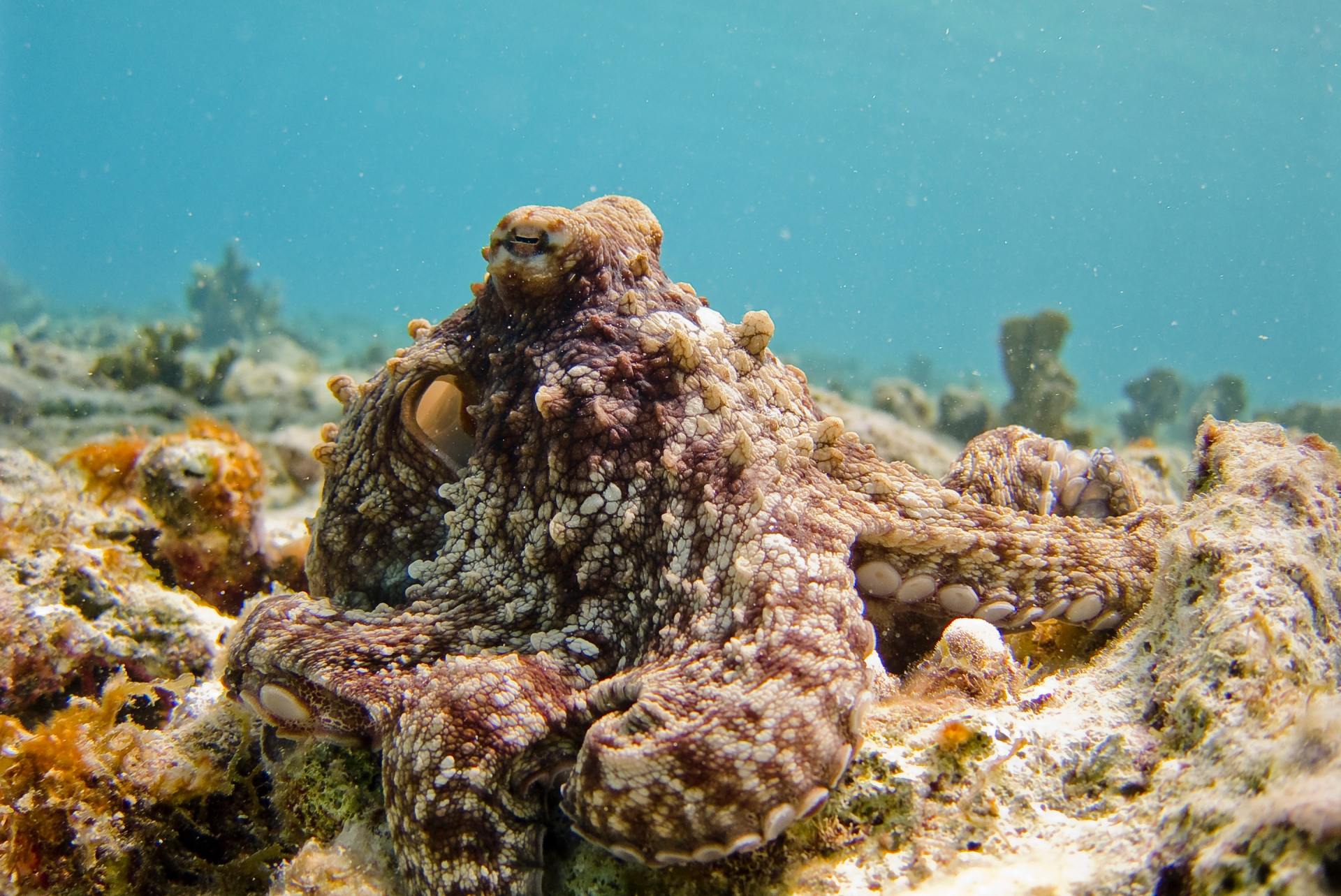 Octopus camouflaged on a coral reef, brown and speckled, underwater setting.