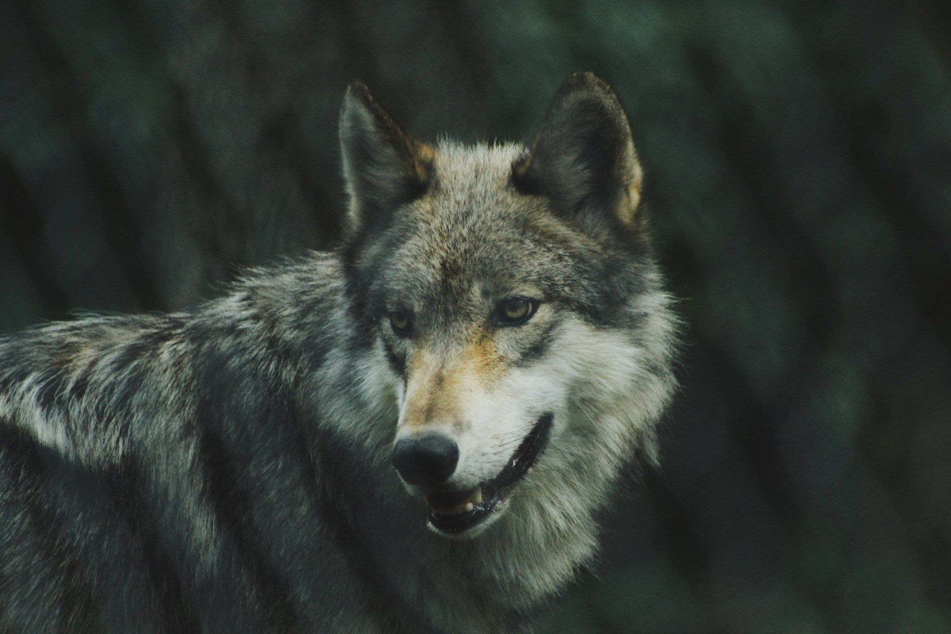 A grey wolf with thick, mottled fur looks to the side against a dark, out-of-focus forest background.