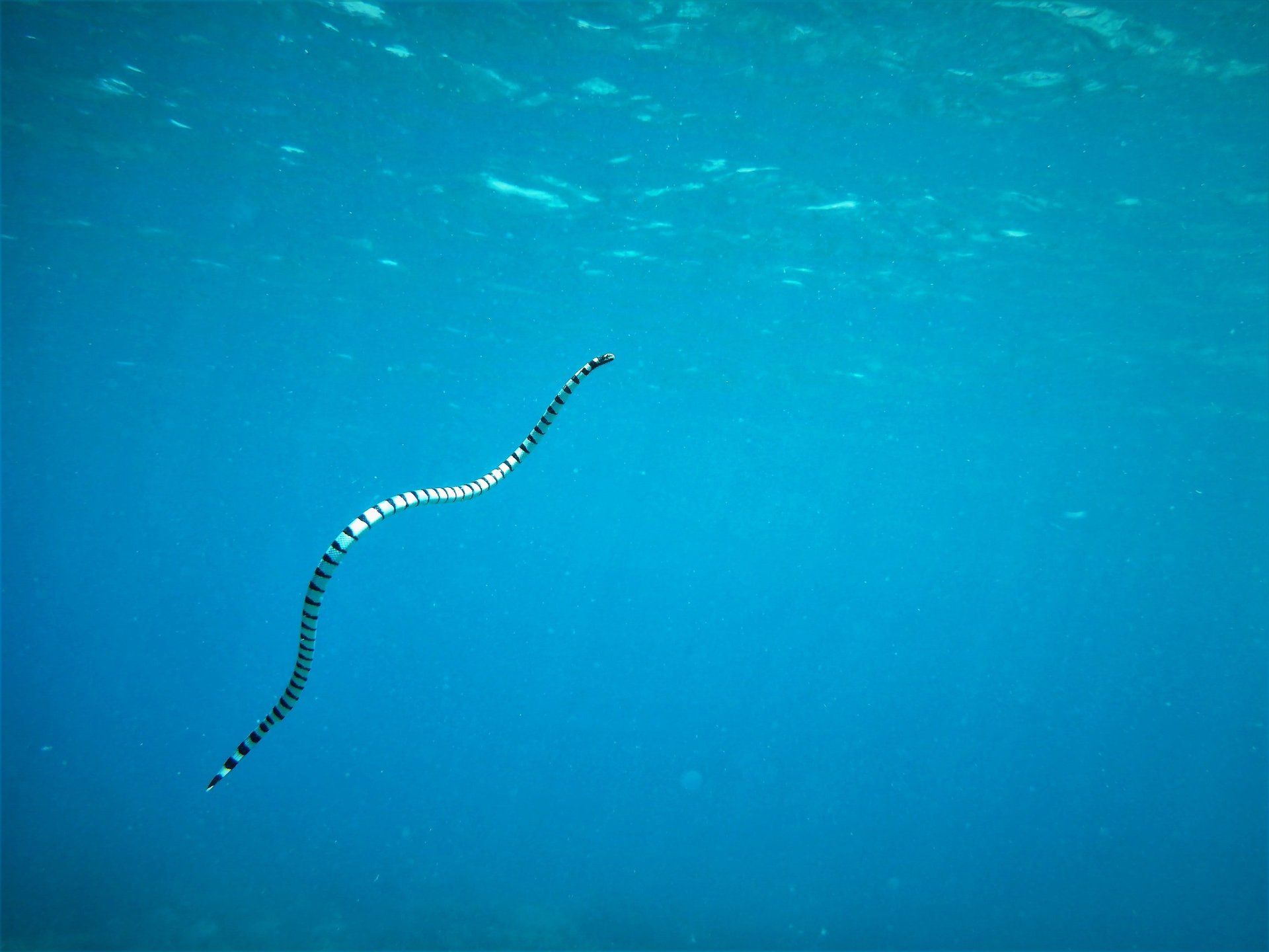 Banded sea snake in blue water, swimming upwards. Black and white stripes.