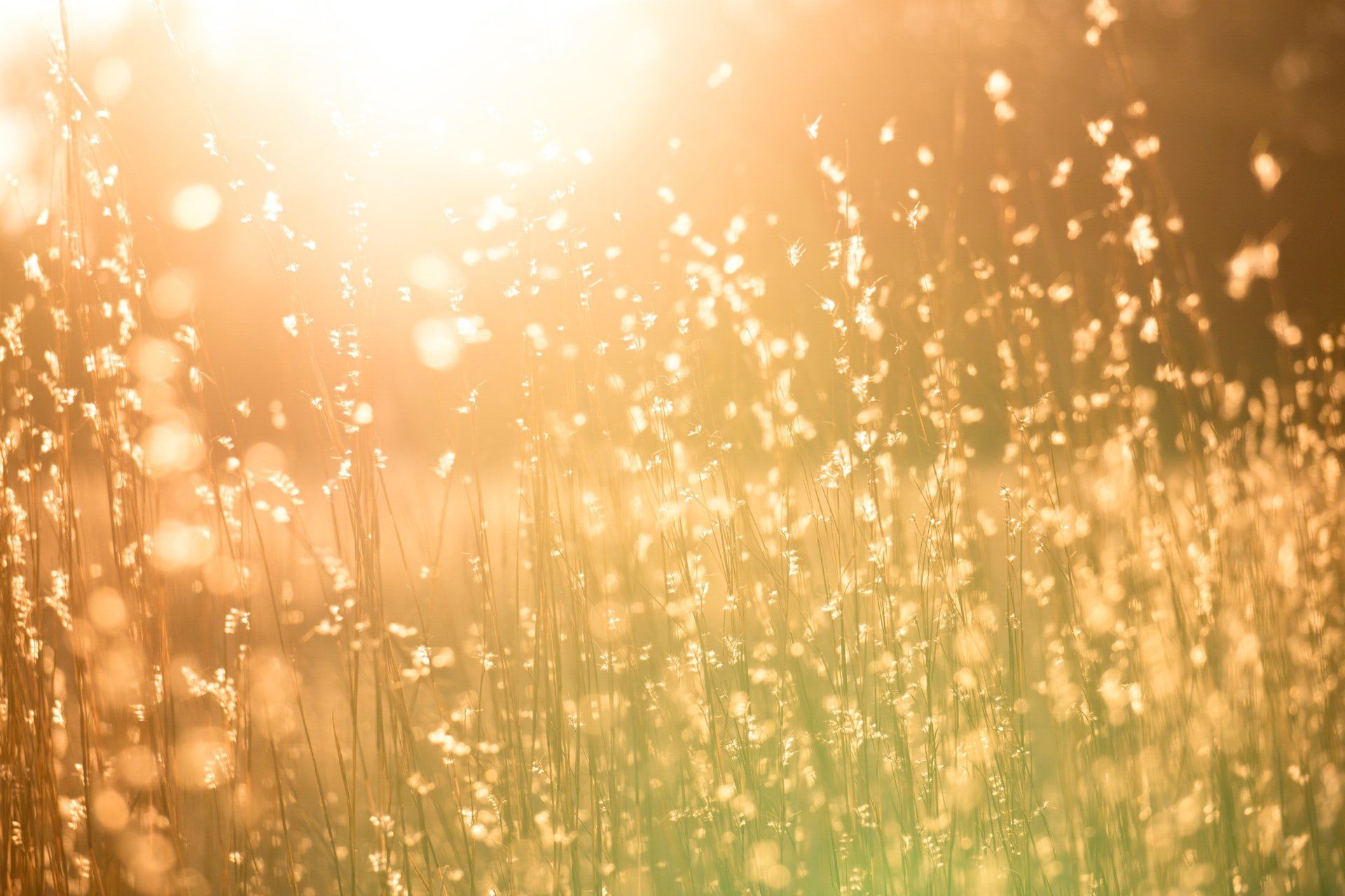 Golden sunlight filtering through tall, wispy grass, creating a warm, blurred, and glowing effect.