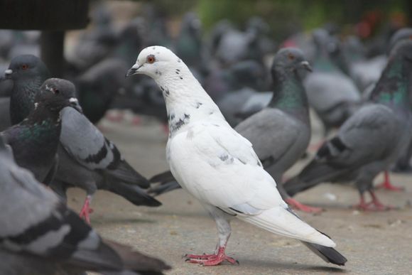 Pest Mortem Pigeon Pest Mortem Pigeon
