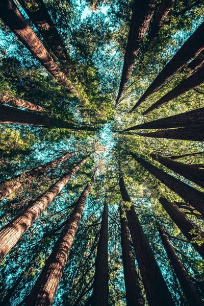 Environmental Planning