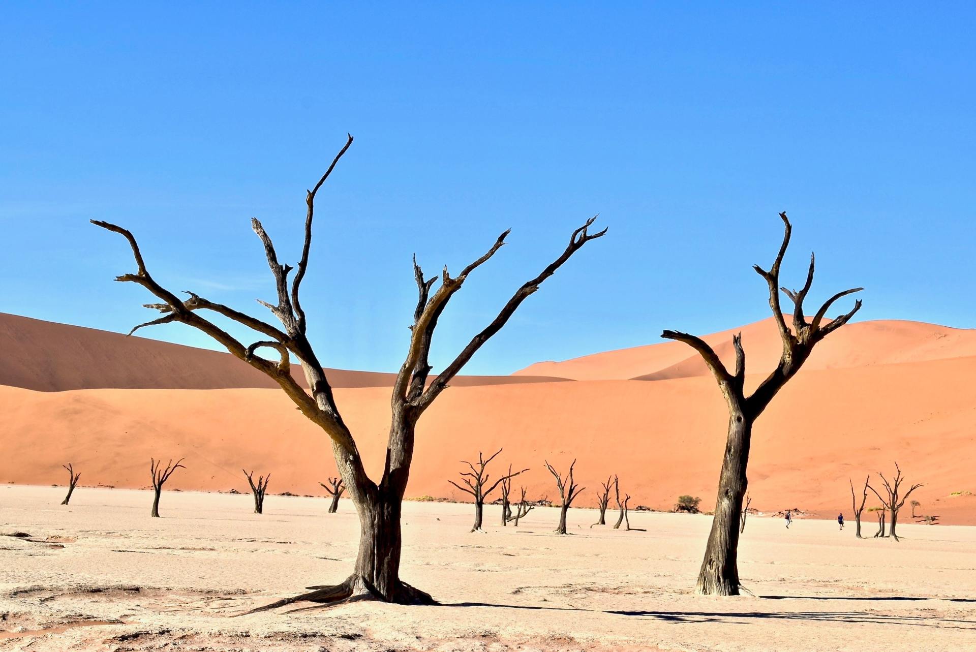 L'ESSENTIEL DE LA NAMIBIE // 4*  (11 NUITS)