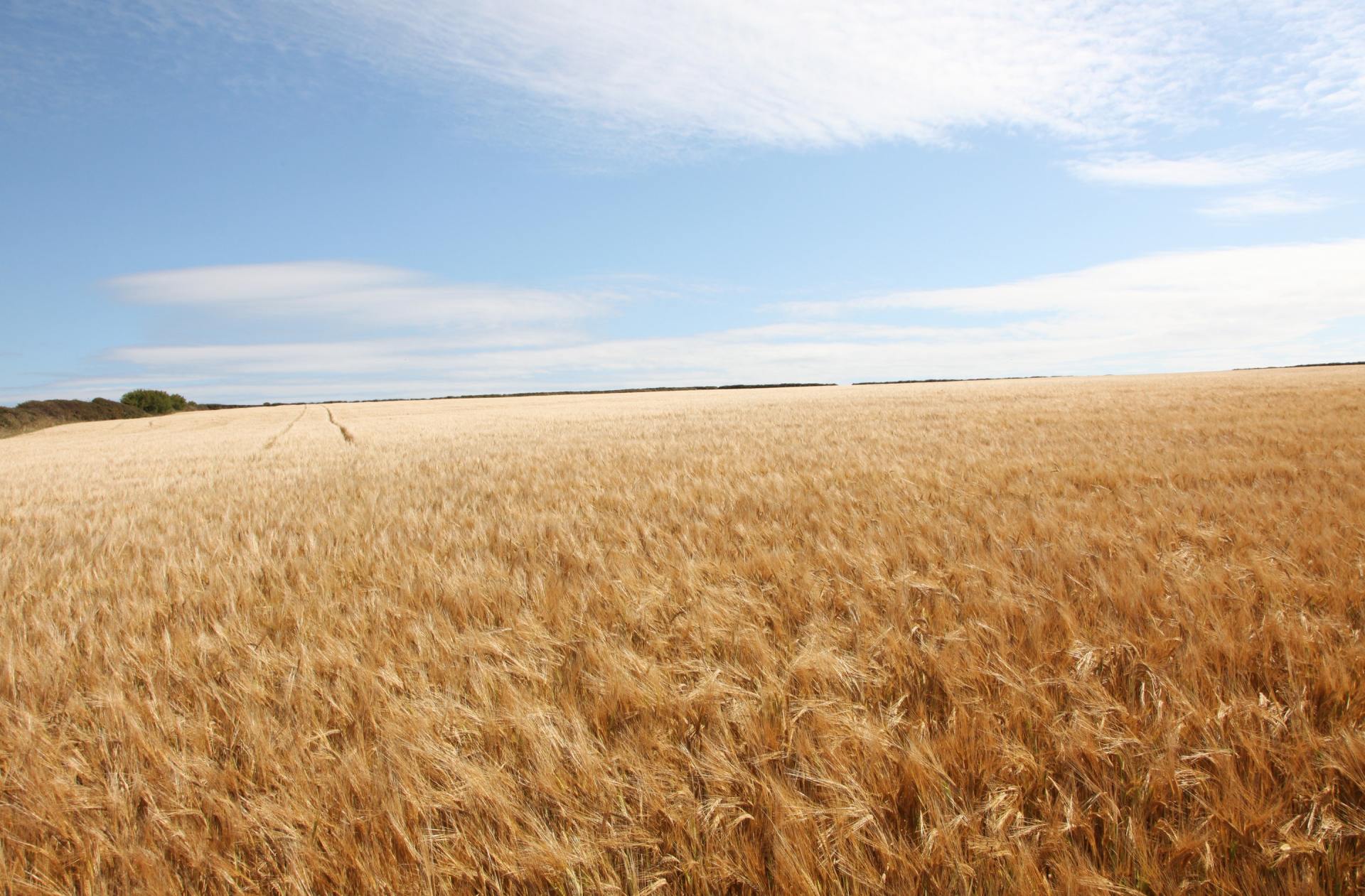 Field