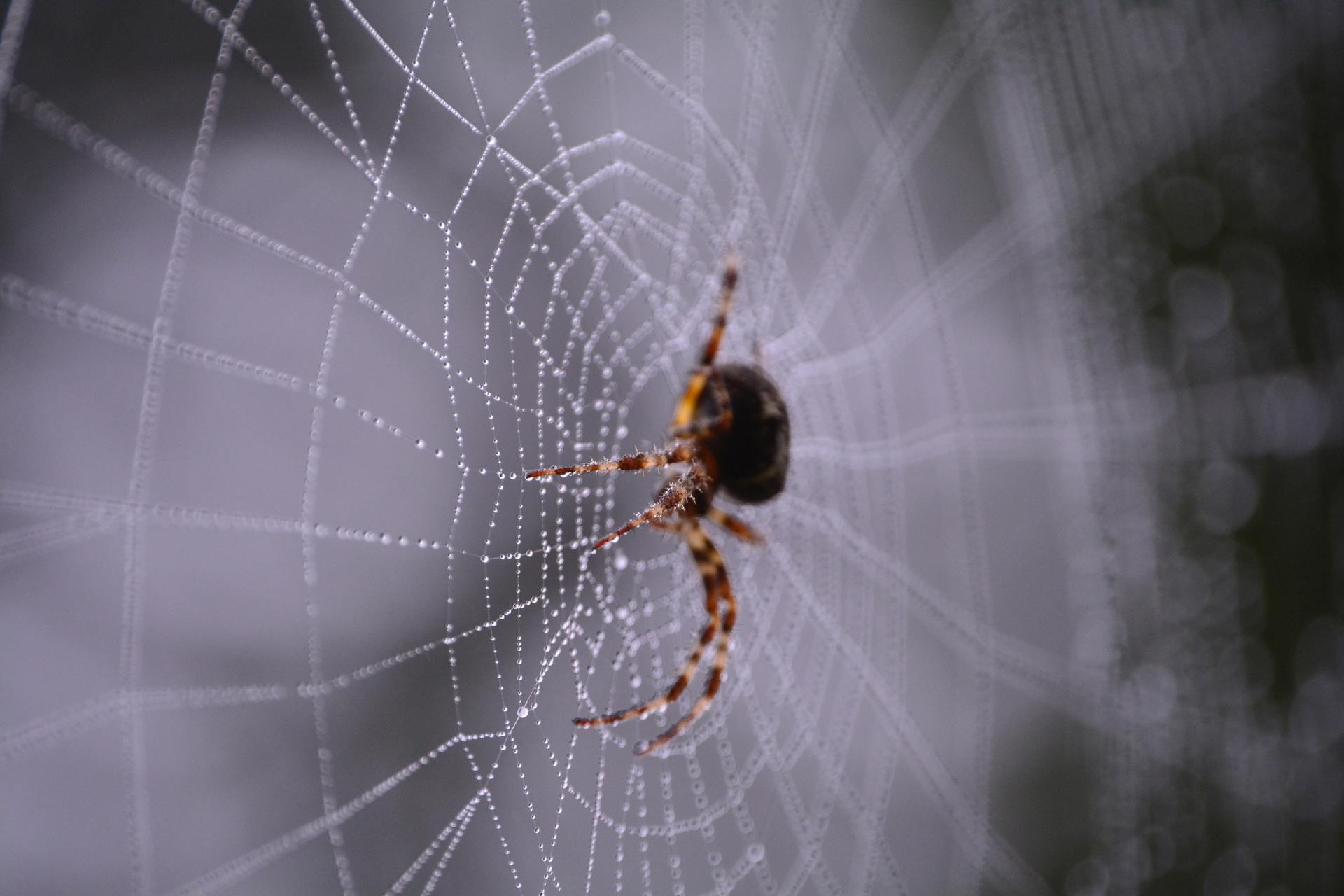 Spider on web, brown body with striped legs, dew drops on the web.