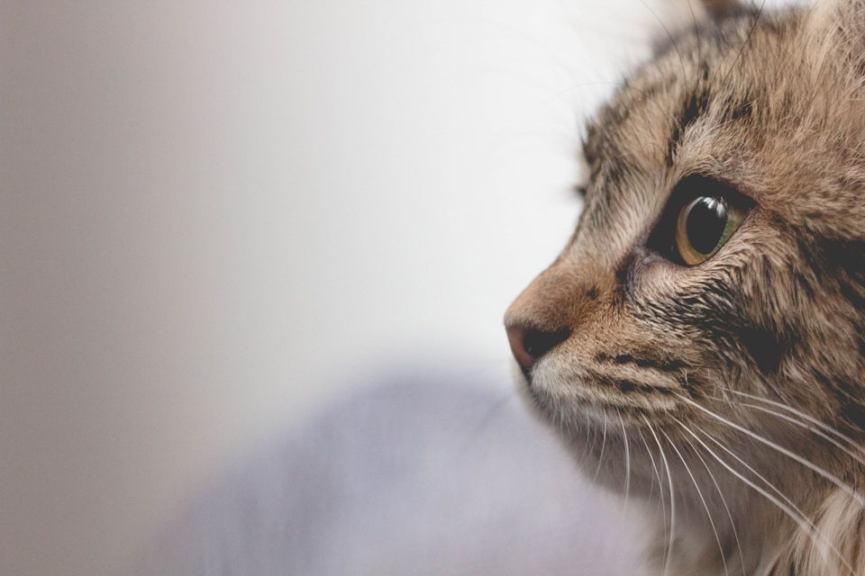 gatto