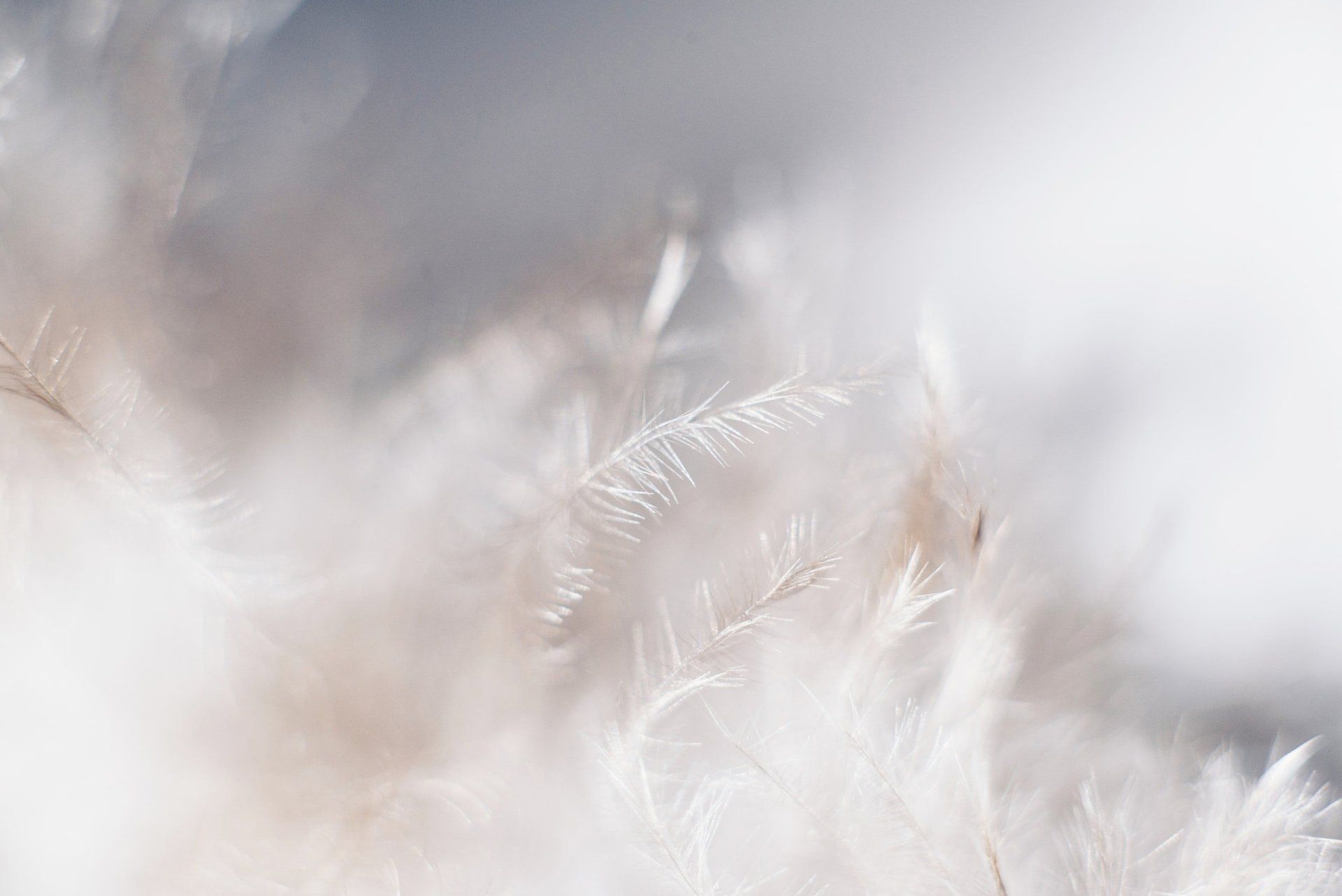 Angel Courses. Learn about the Angels, Archangels, Colour Rays, gifts. healing, purpose, how they can help, meditations, communicate, communication, channel, heal, raise consciousness.